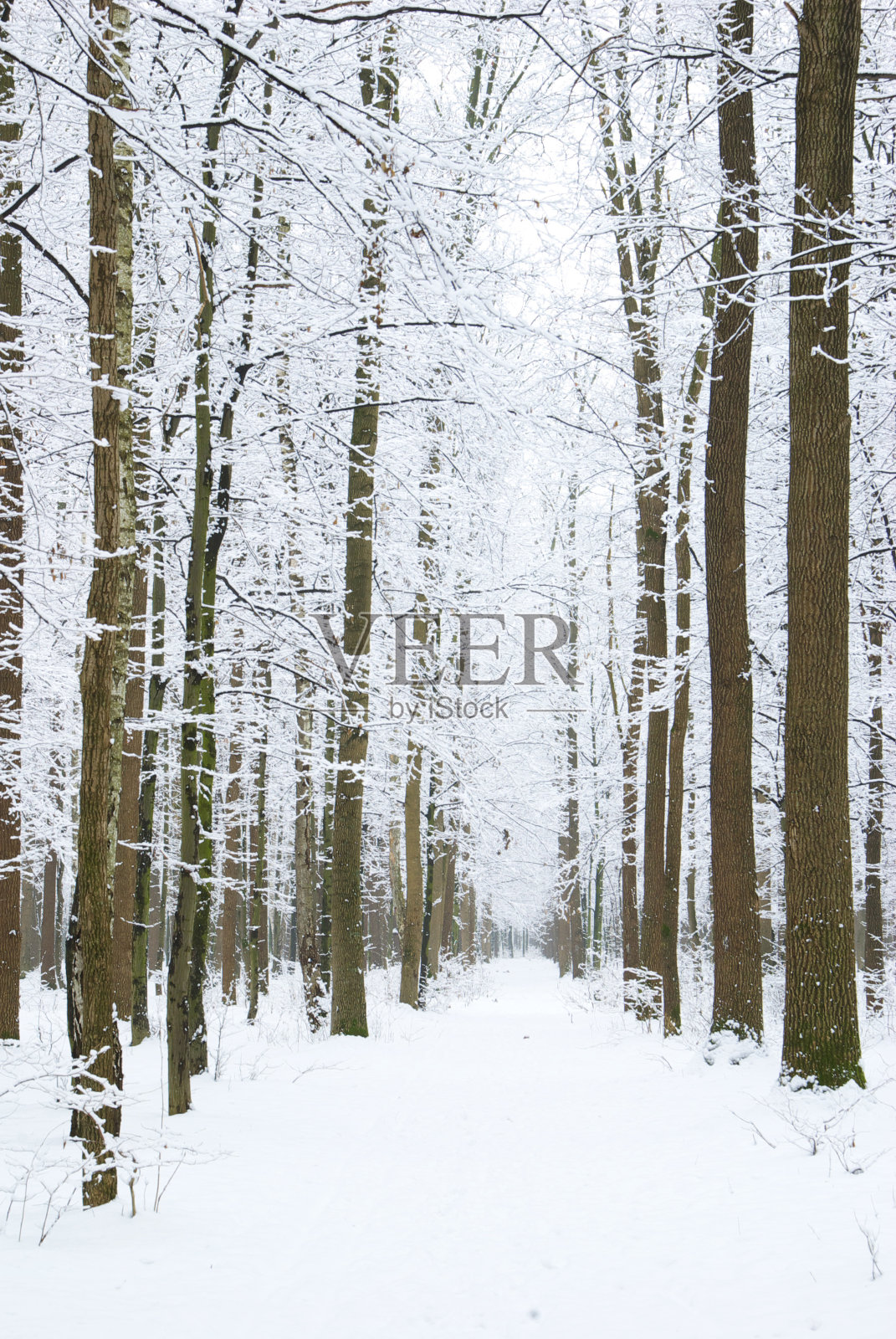 冬季森林照片摄影图片