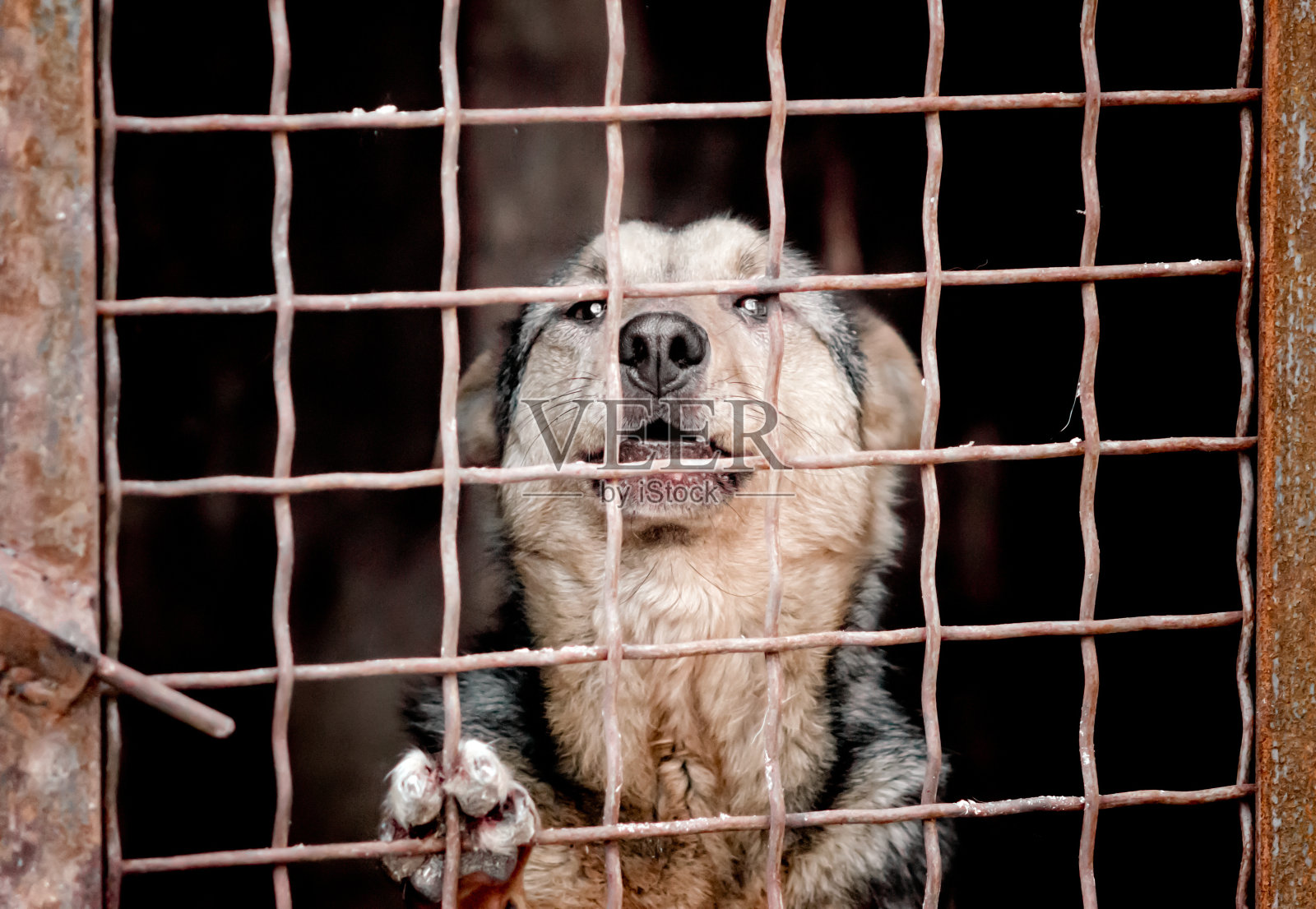 笼子里的杂种狗照片摄影图片