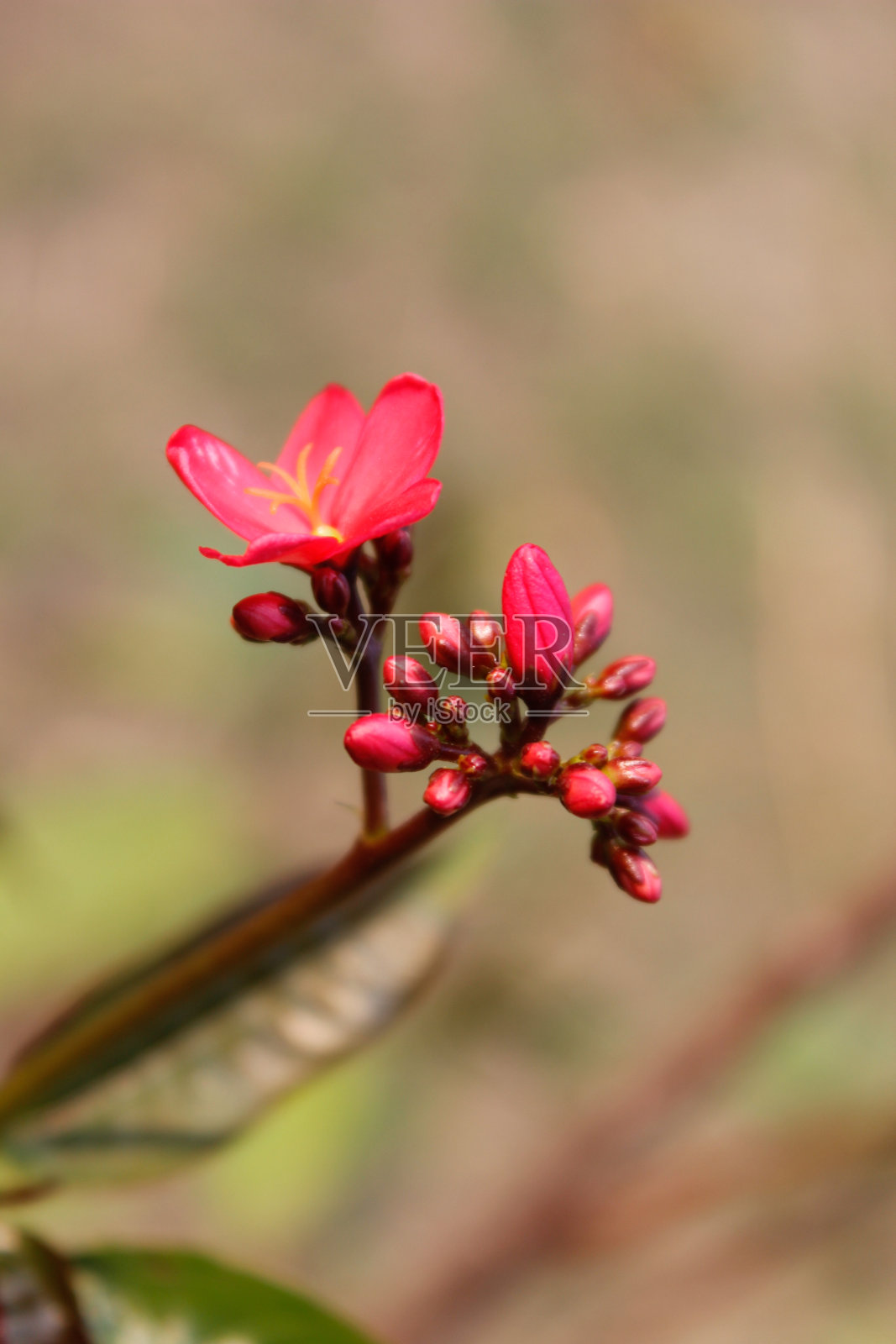 一幅花的画照片摄影图片