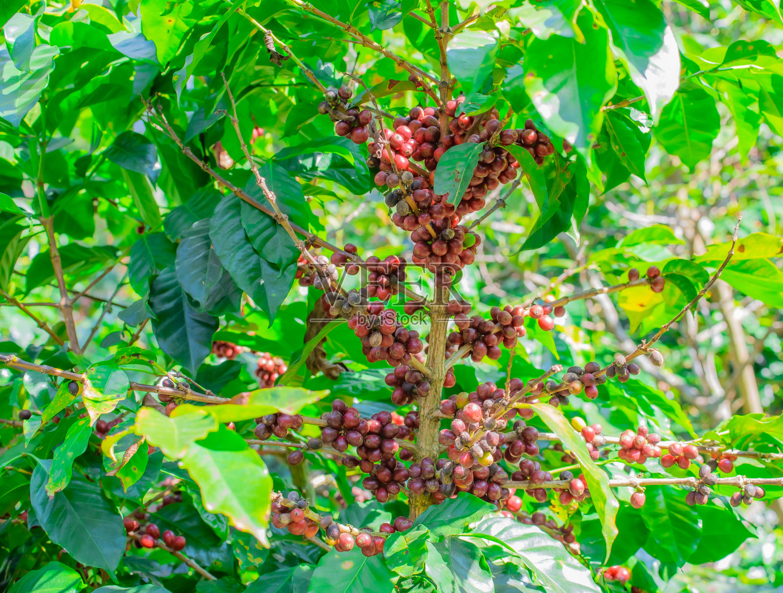 在种植园的树上的咖啡豆果实的特写。照片摄影图片