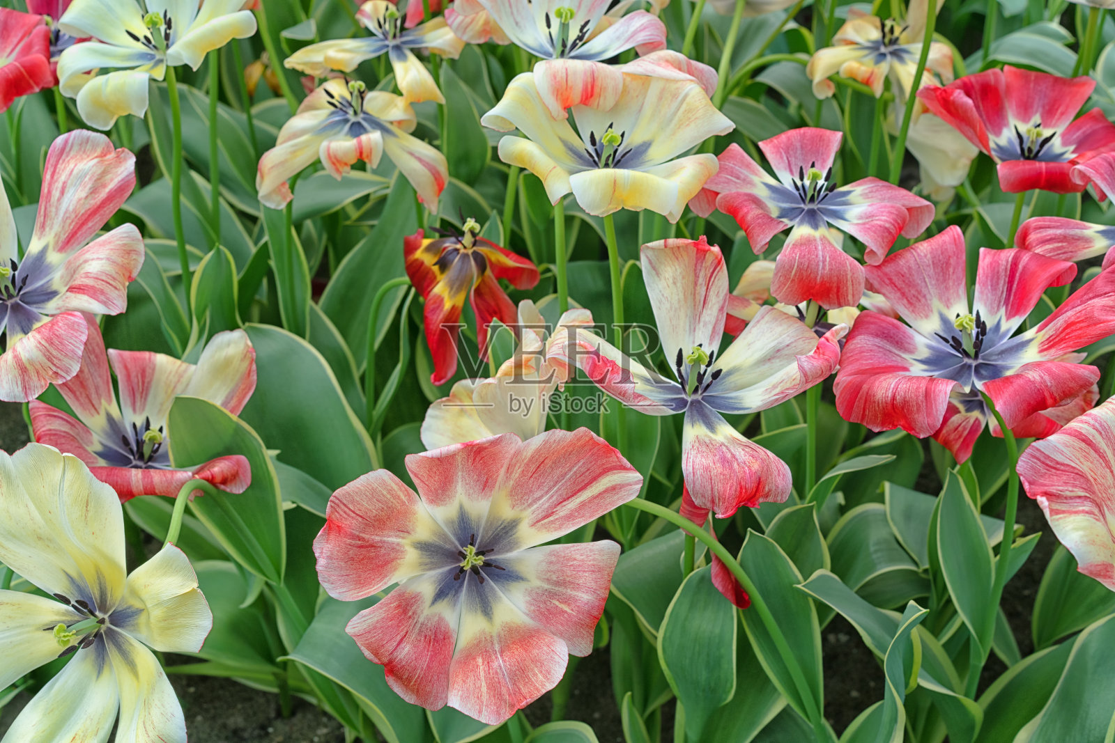 不同颜色的郁金香。盛开的郁金香形状异常。郁金香在一个阳光明媚的春天花园里。郁金香俯视图特写。照片摄影图片