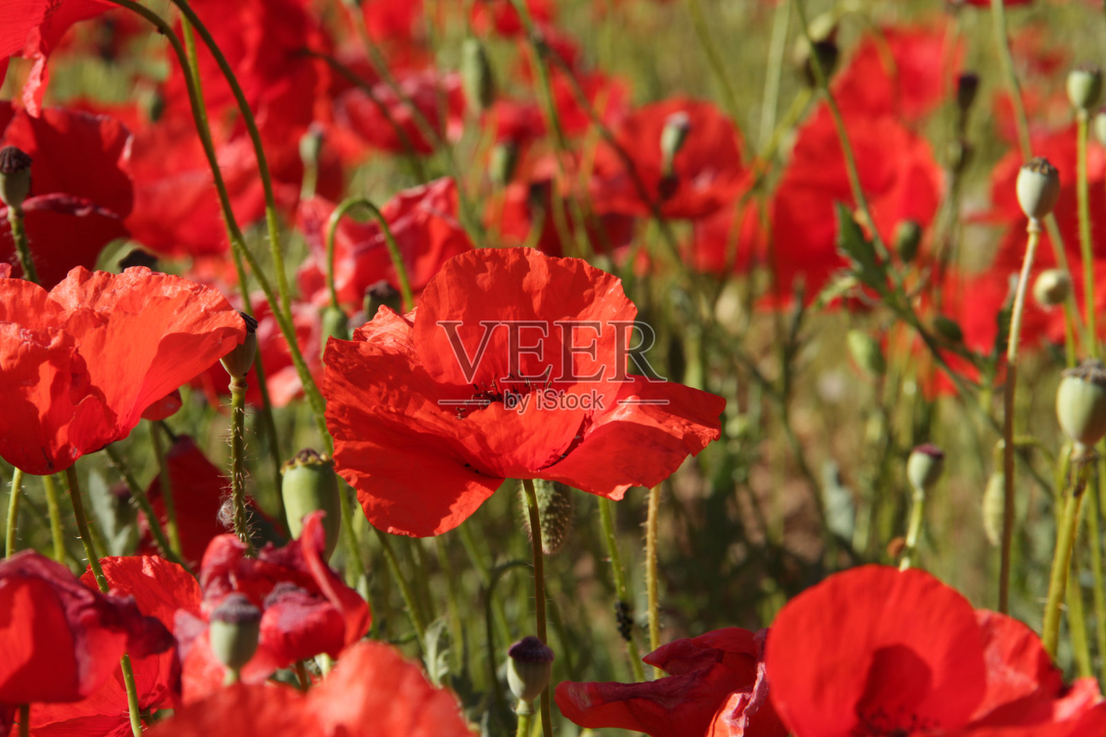 天然的红色罂粟田照片摄影图片