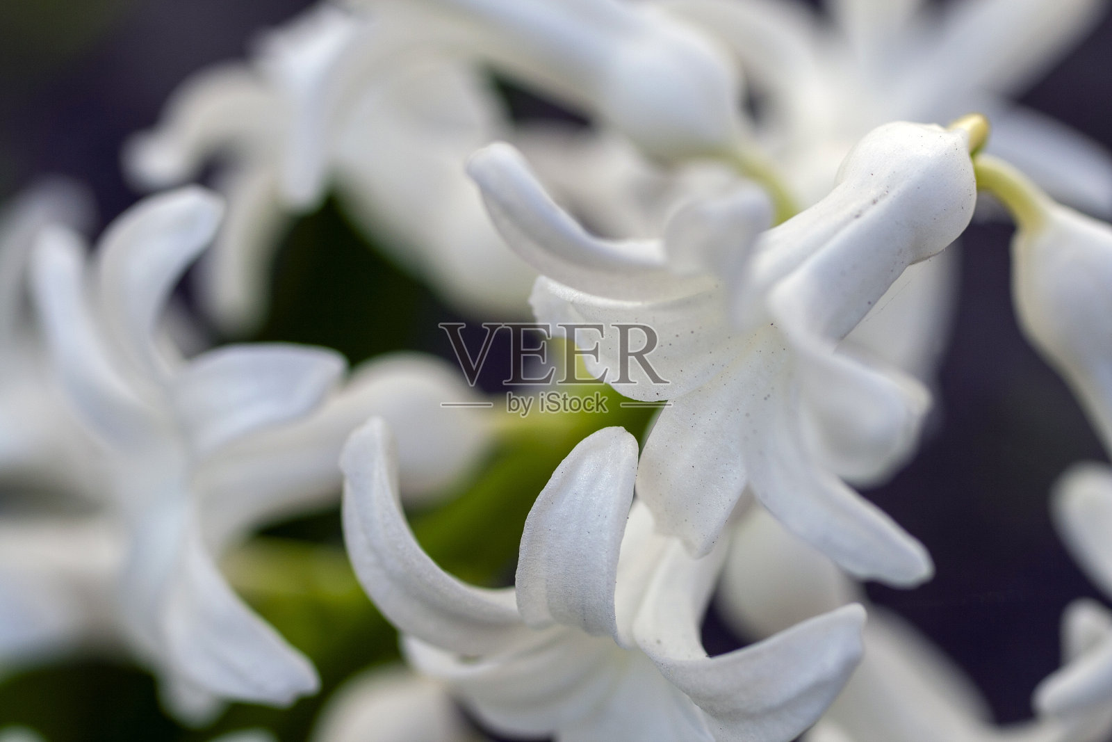 近距离拍摄的风信子花照片摄影图片