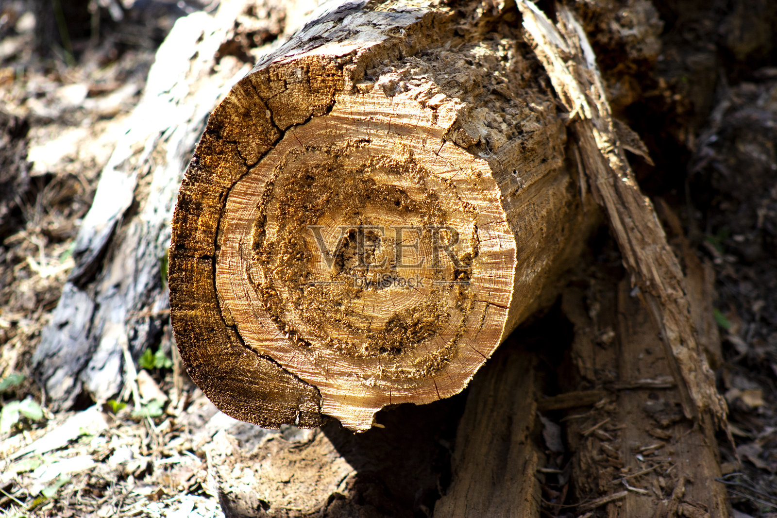 被树皮甲虫吃掉的锯树。照片摄影图片