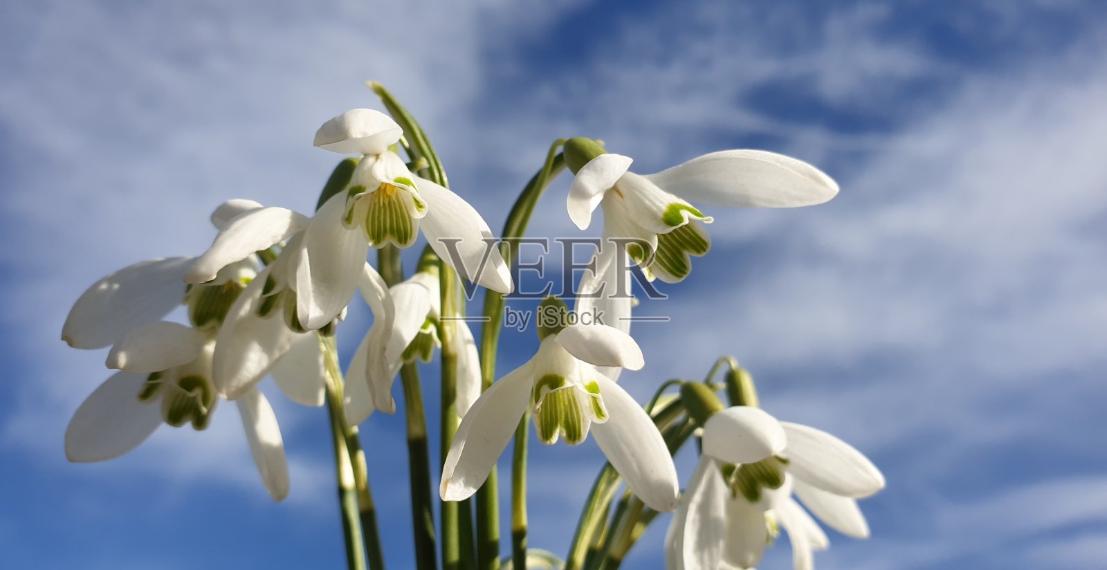 雪花莲照片摄影图片