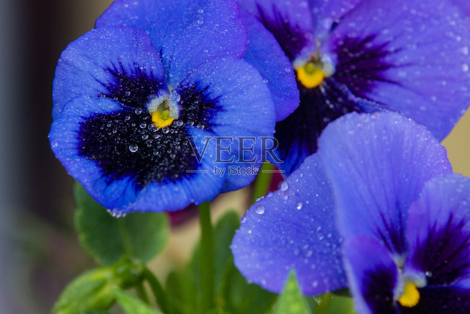 特写的蓝色花与水珠照片摄影图片