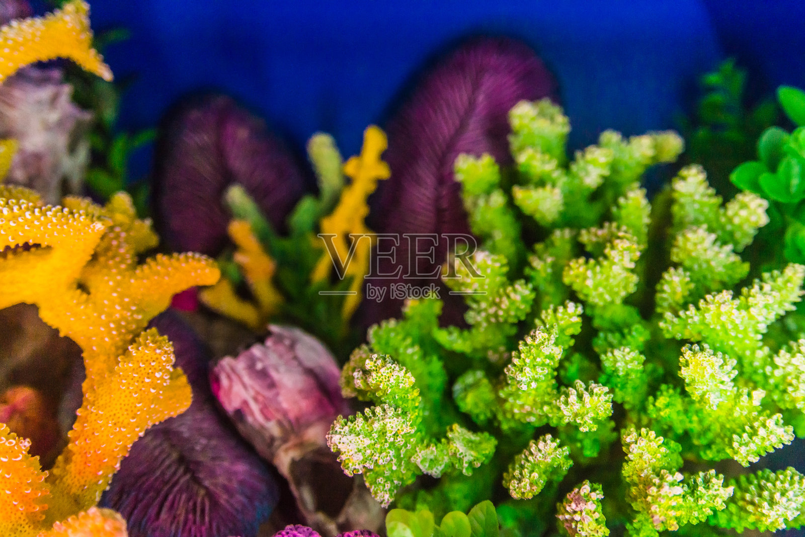 彩色珊瑚的特写照片摄影图片