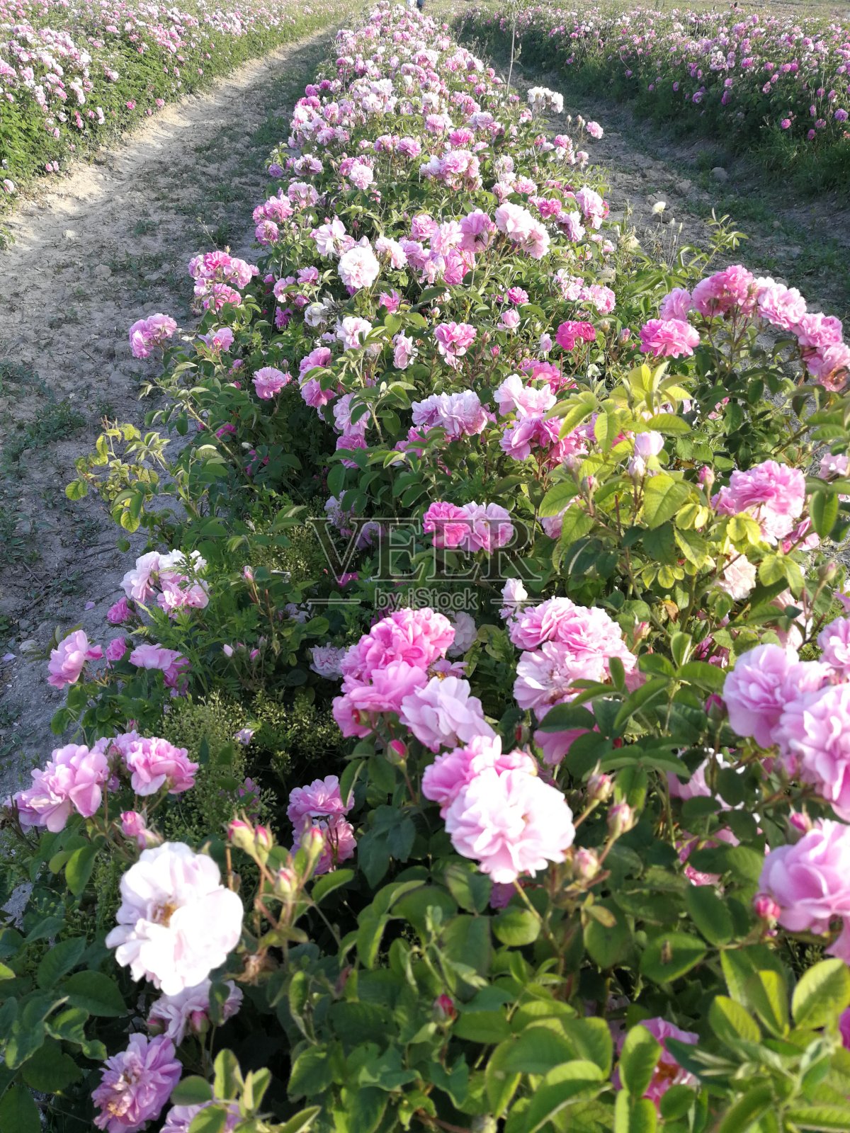 有树木和文化花卉的农用工业花园。没有人的照片里的自然照片摄影图片