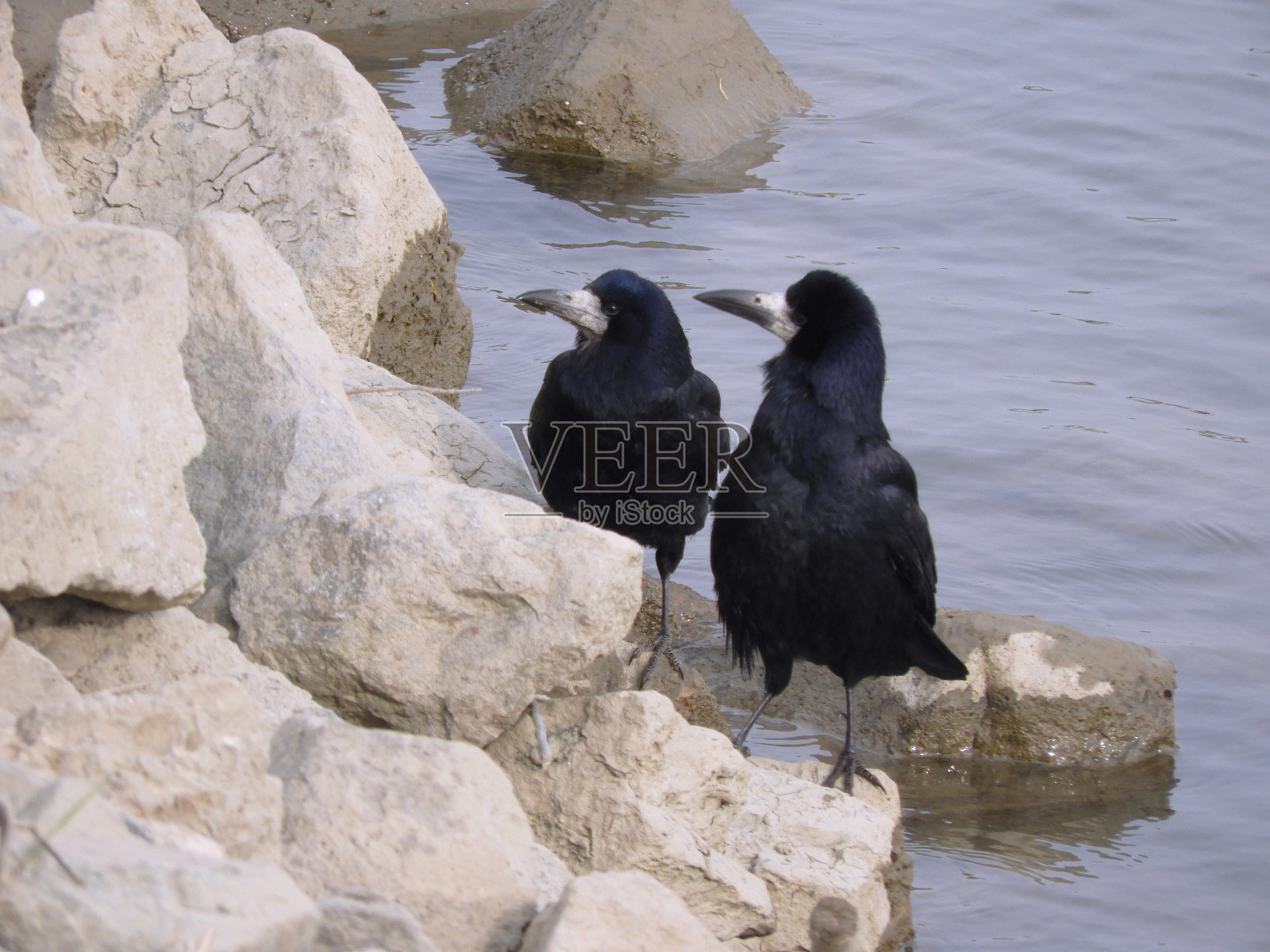 黑乌鸦照片摄影图片