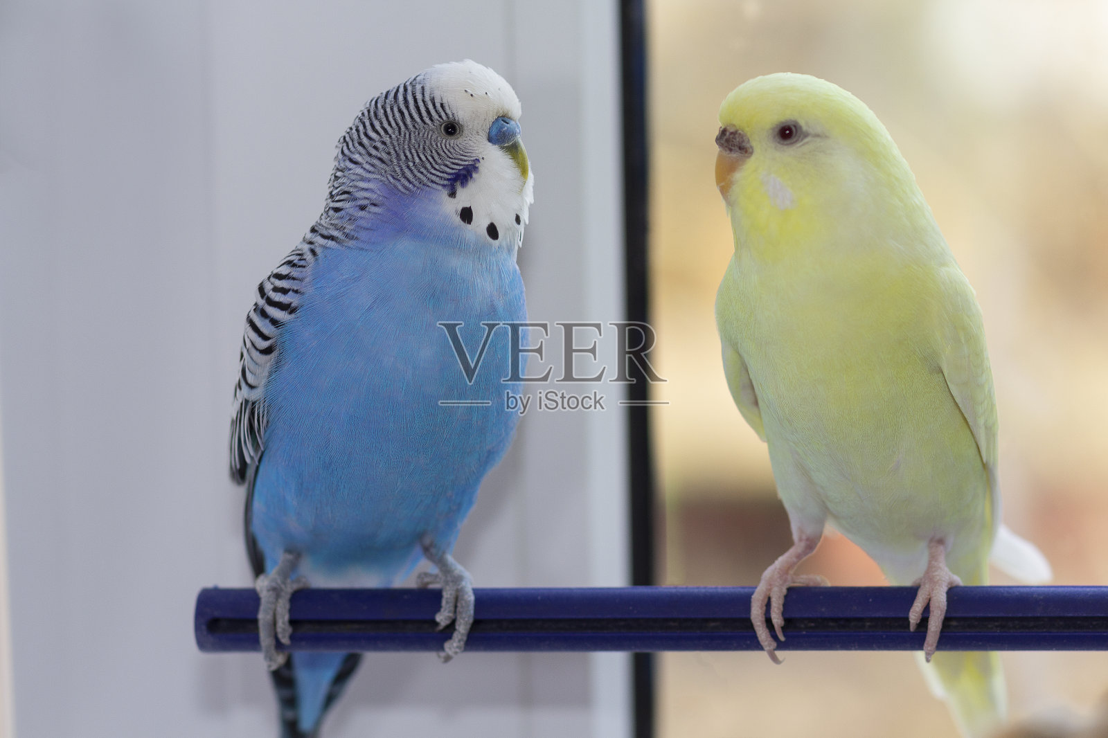 两只家养波浪形鹦鹉坐在树枝上。鸟照片摄影图片