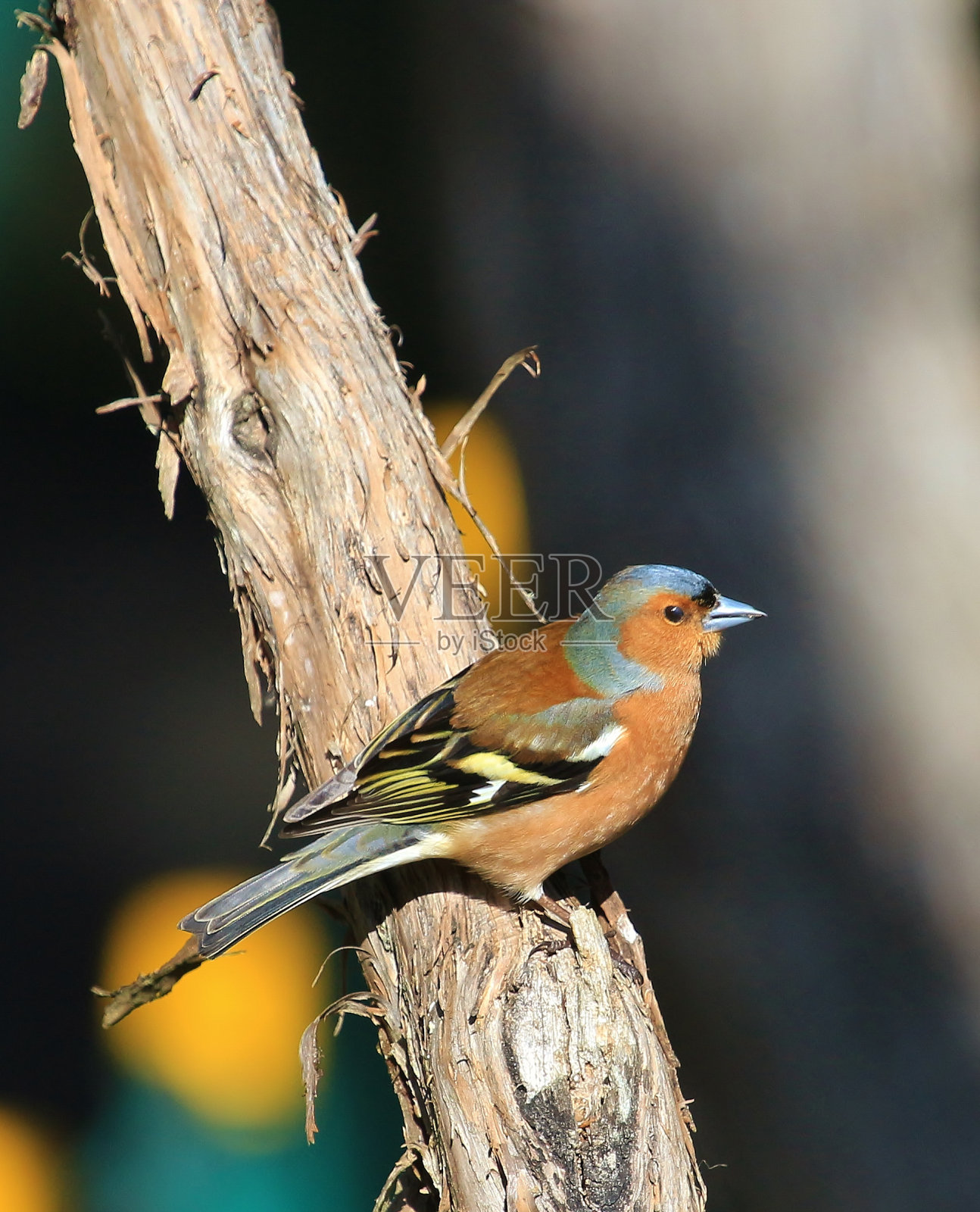 查芬奇 - 弗林吉拉小肠杆菌照片摄影图片