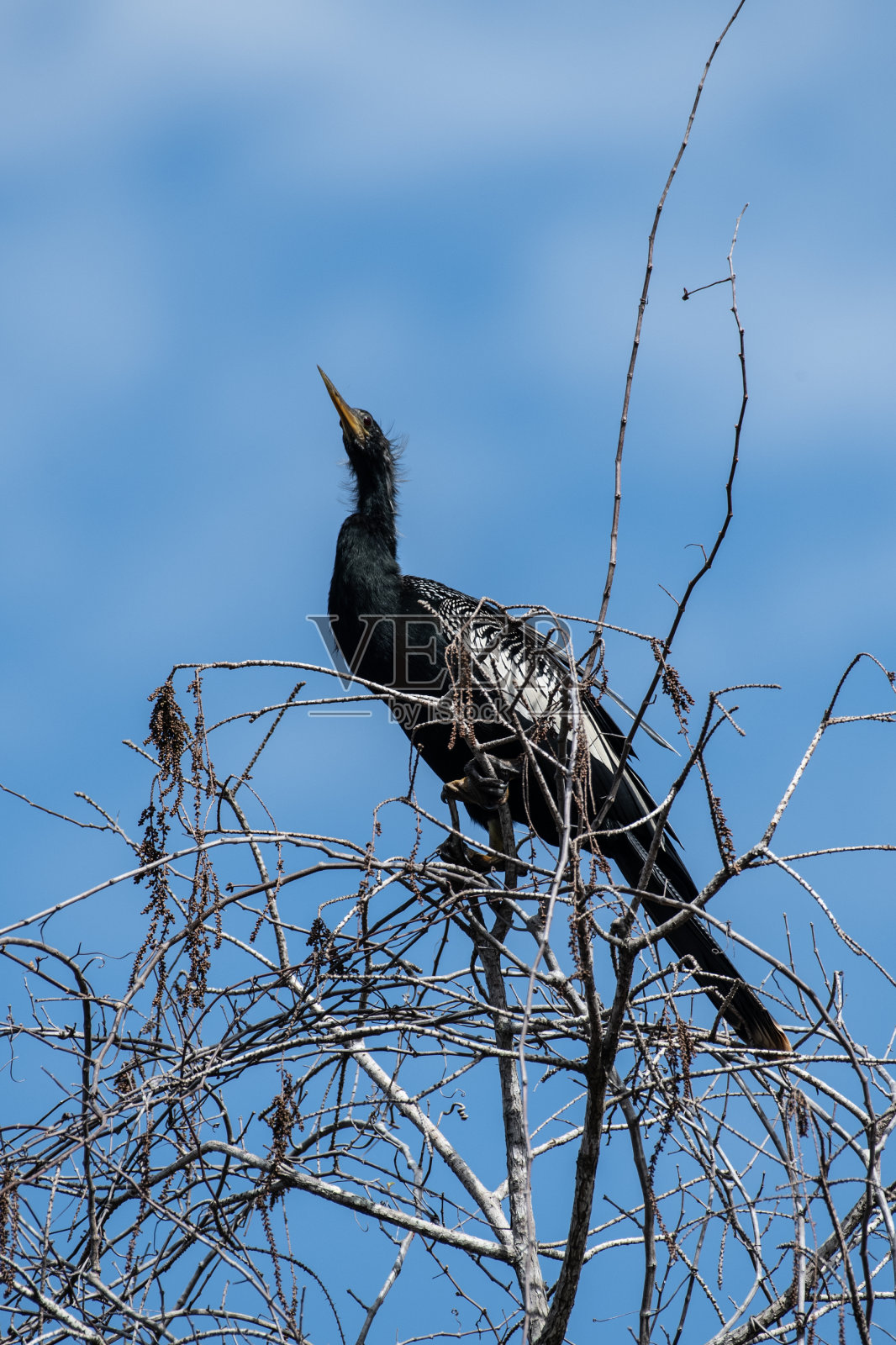 树上的蛇眼镜蛇照片摄影图片