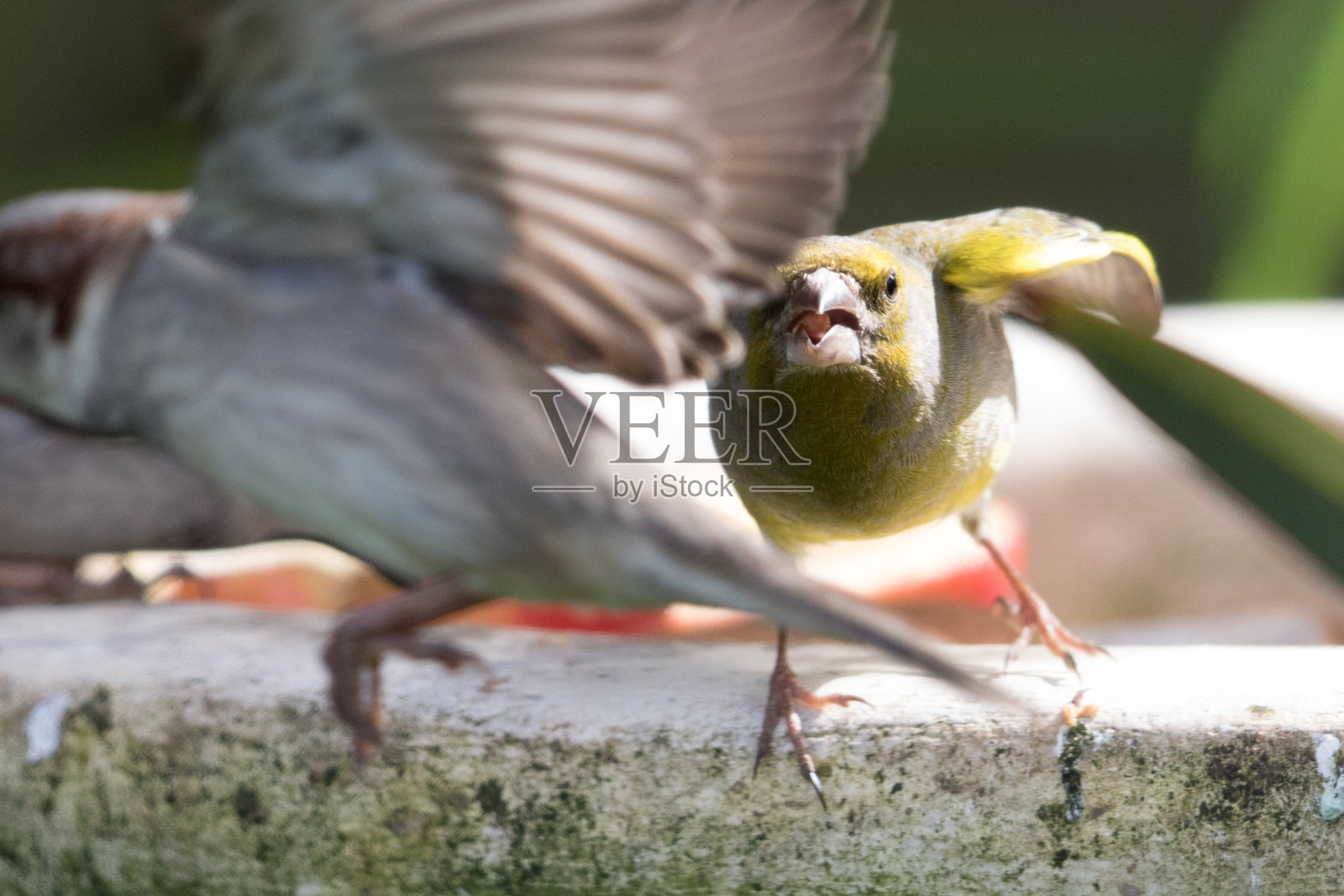 绿雀-绿雀照片摄影图片