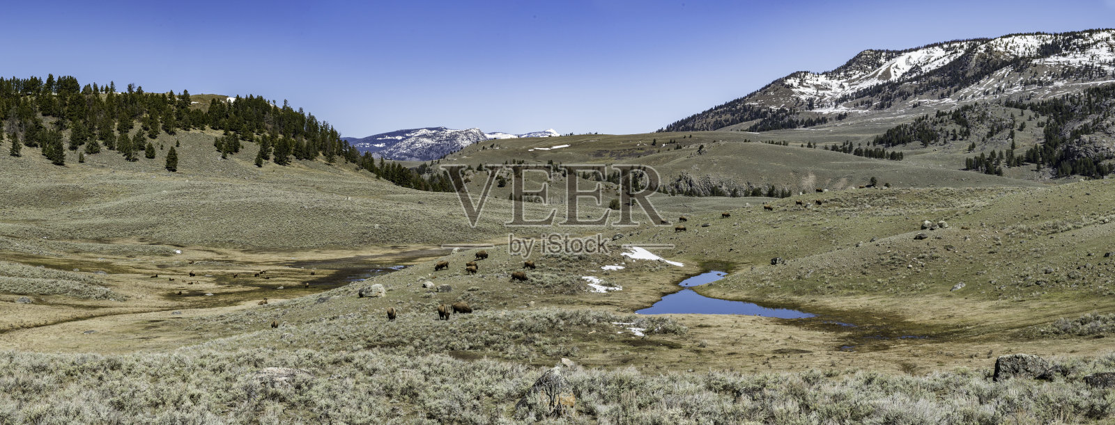 黄石国家公园北部的野牛高原地区。照片摄影图片
