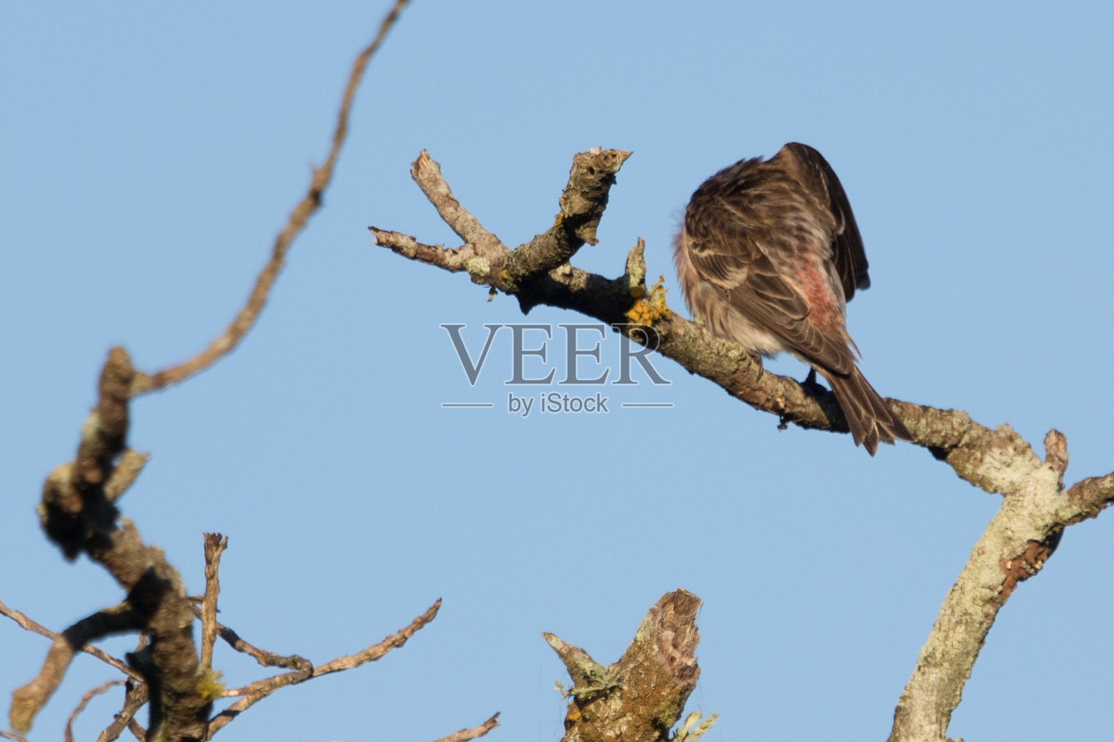 Lesser Redpoll - Acanthis夜总会照片摄影图片