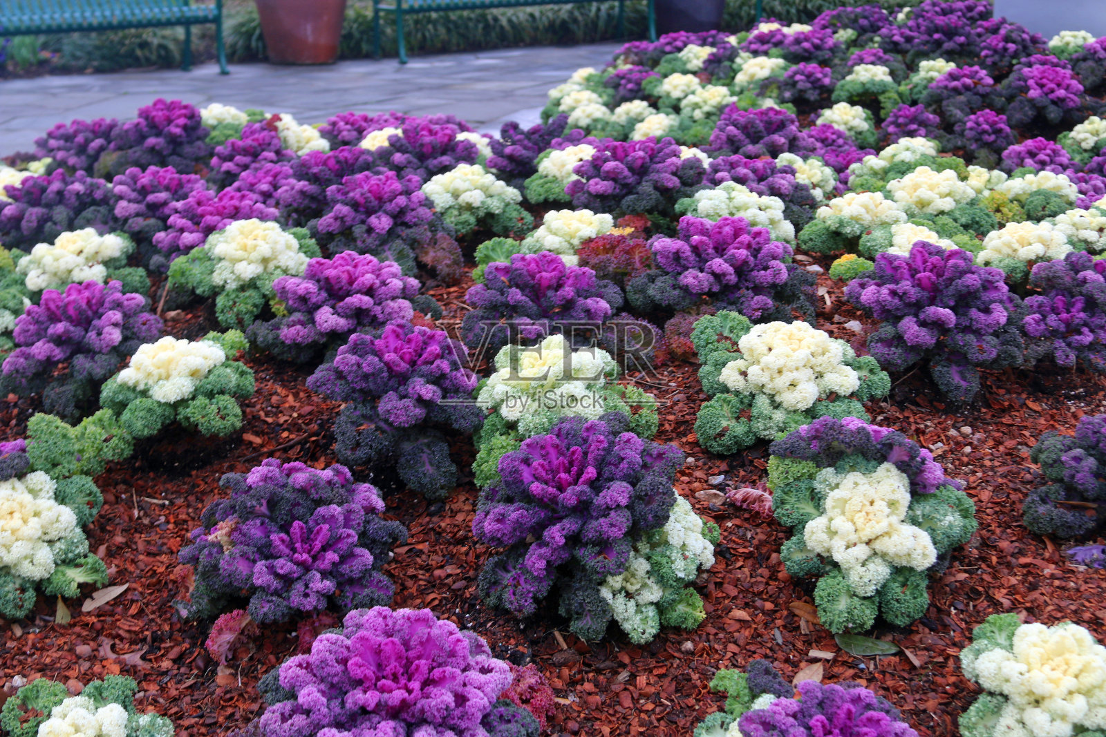 在花园中生长的颜色鲜艳的紫色观赏卷心菜照片摄影图片