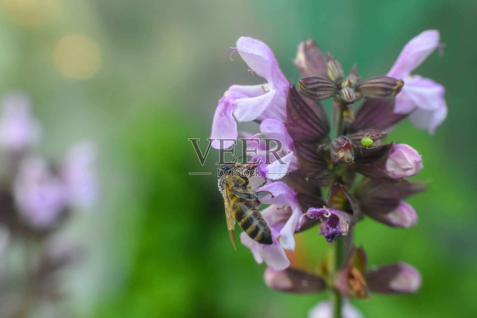 蜜蜂(Apis mellifera)喂养和授粉花照片摄影图片