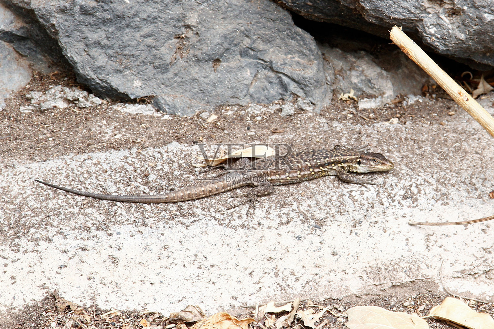 蜥蜴照片摄影图片