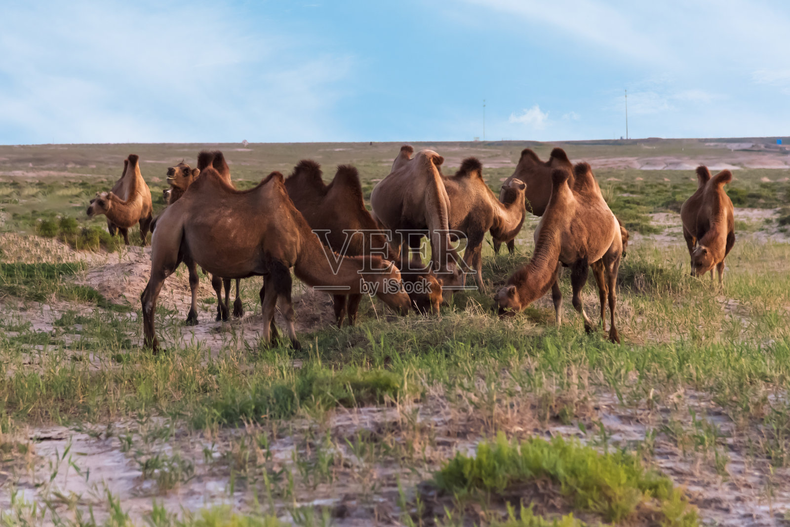 骆驼在夕阳下吃草照片摄影图片