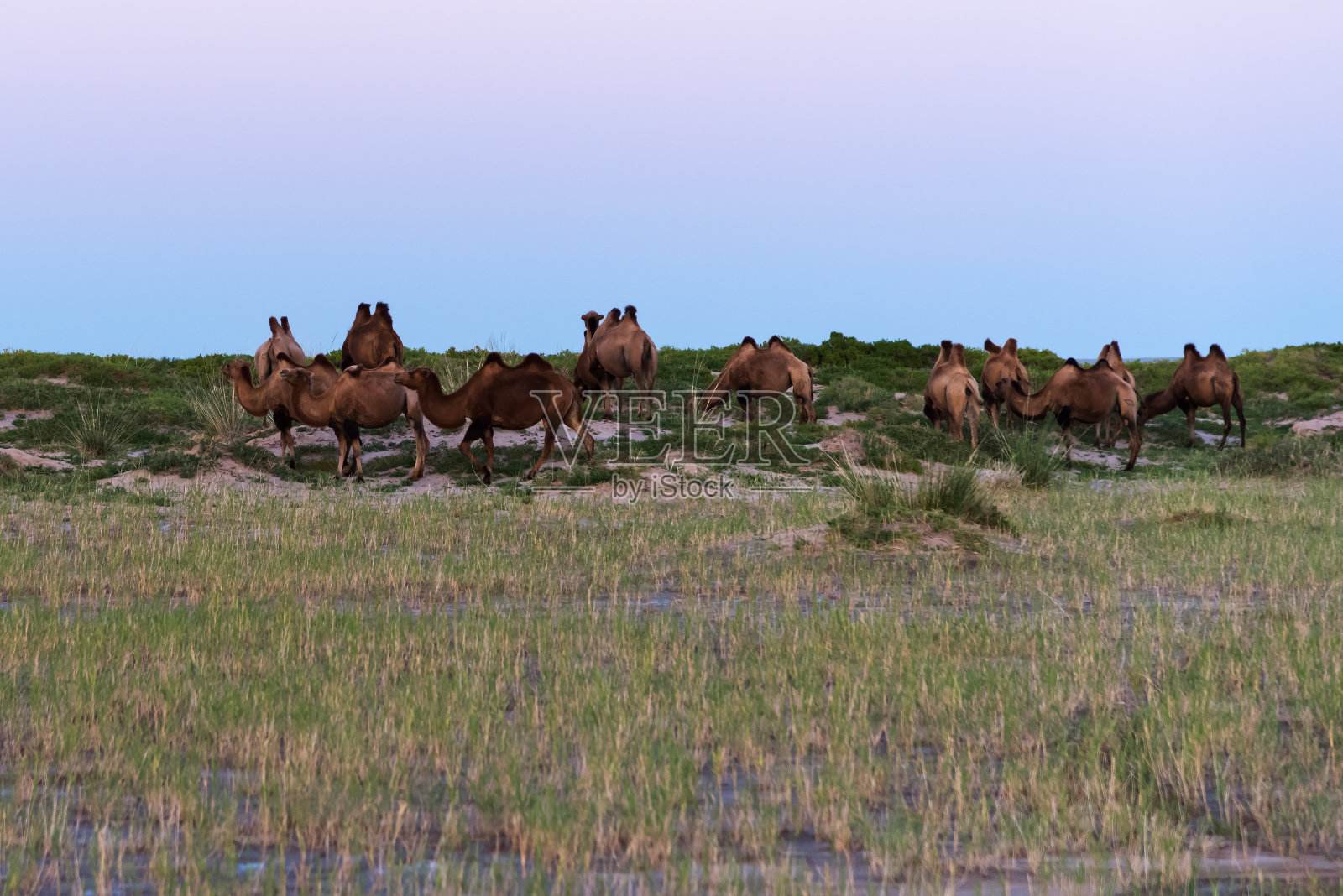 骆驼在夕阳下吃草照片摄影图片