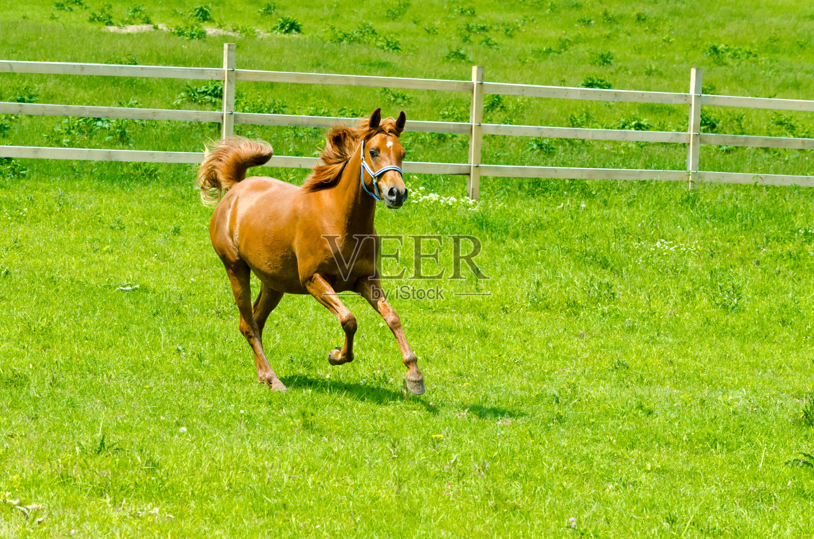 阿拉伯马-在牧场上奔跑的年轻母马照片摄影图片