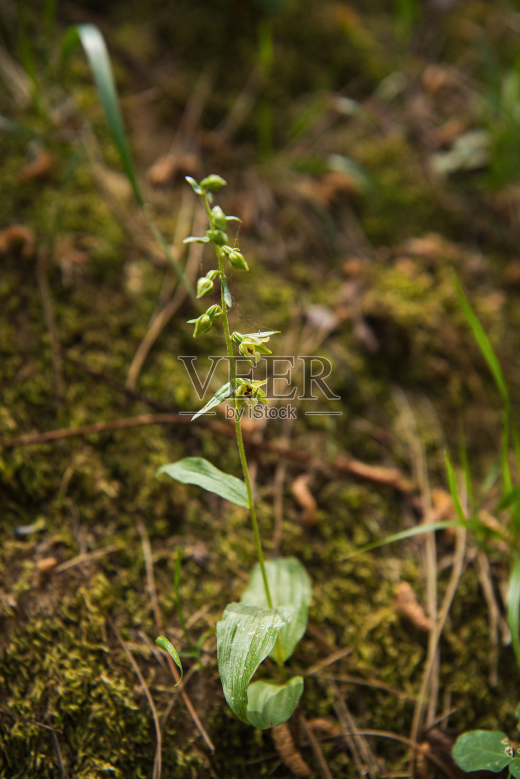 卡拉布里亚Sila儿童国家公园野生兰花(Epipactis sp.)照片摄影图片