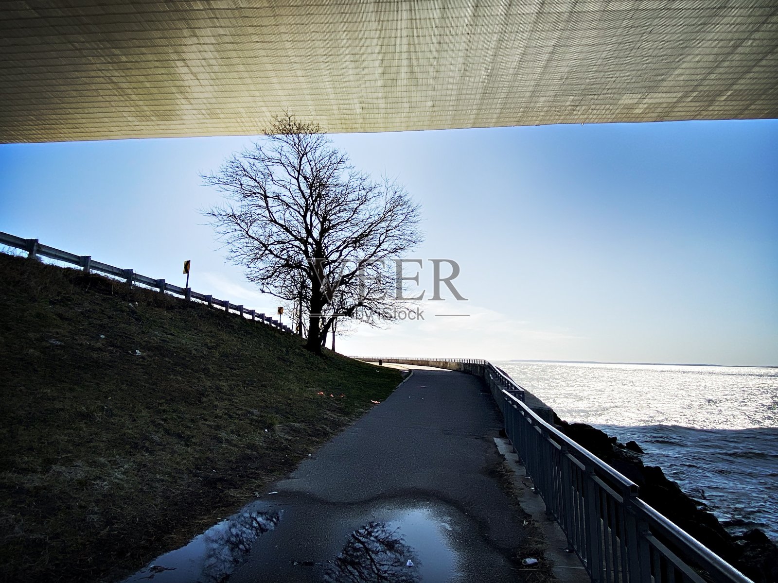 维拉萨诺海峡大桥下的树-连接布鲁克林和斯塔顿岛，美国纽约照片摄影图片