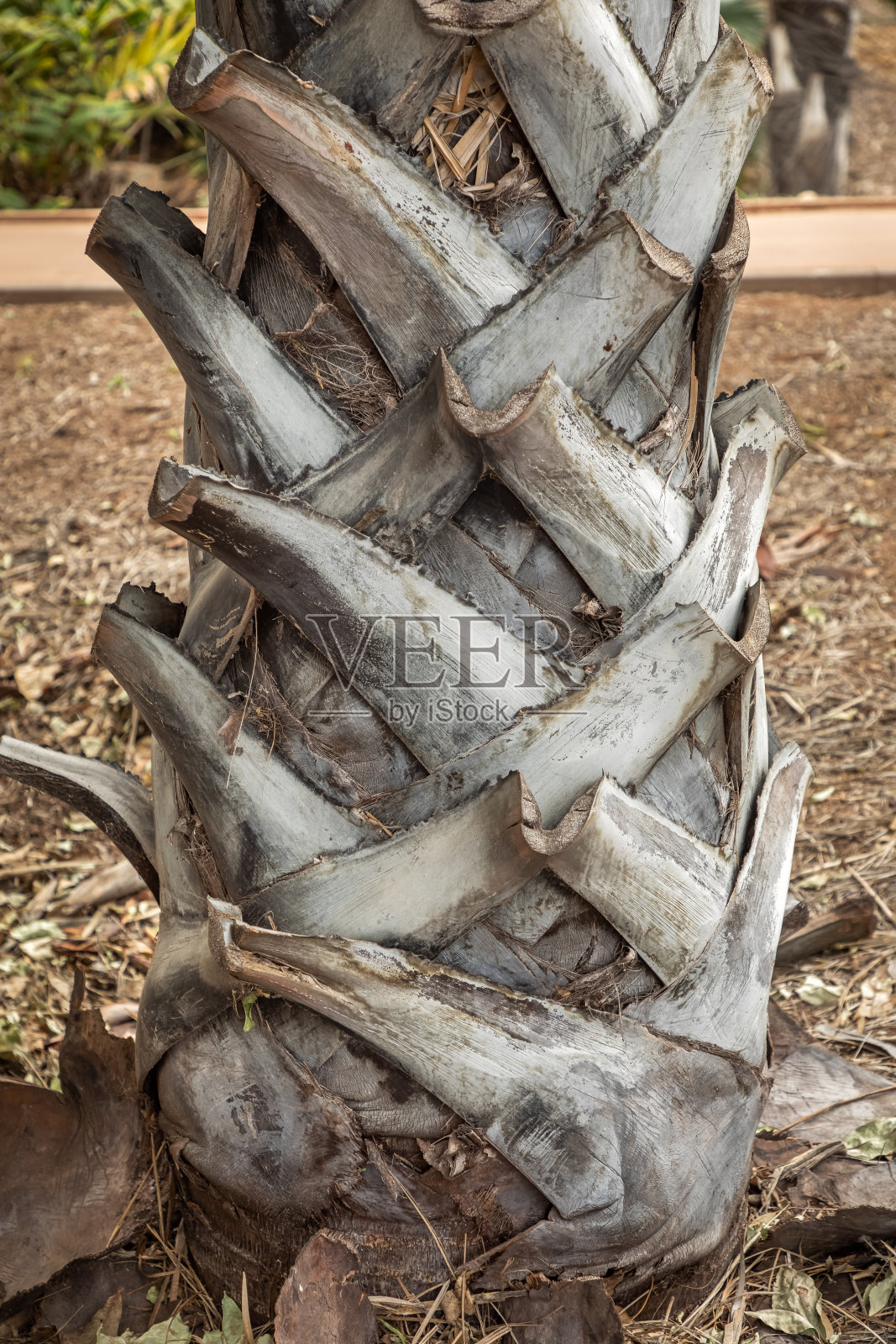 棕榈树的树干照片摄影图片