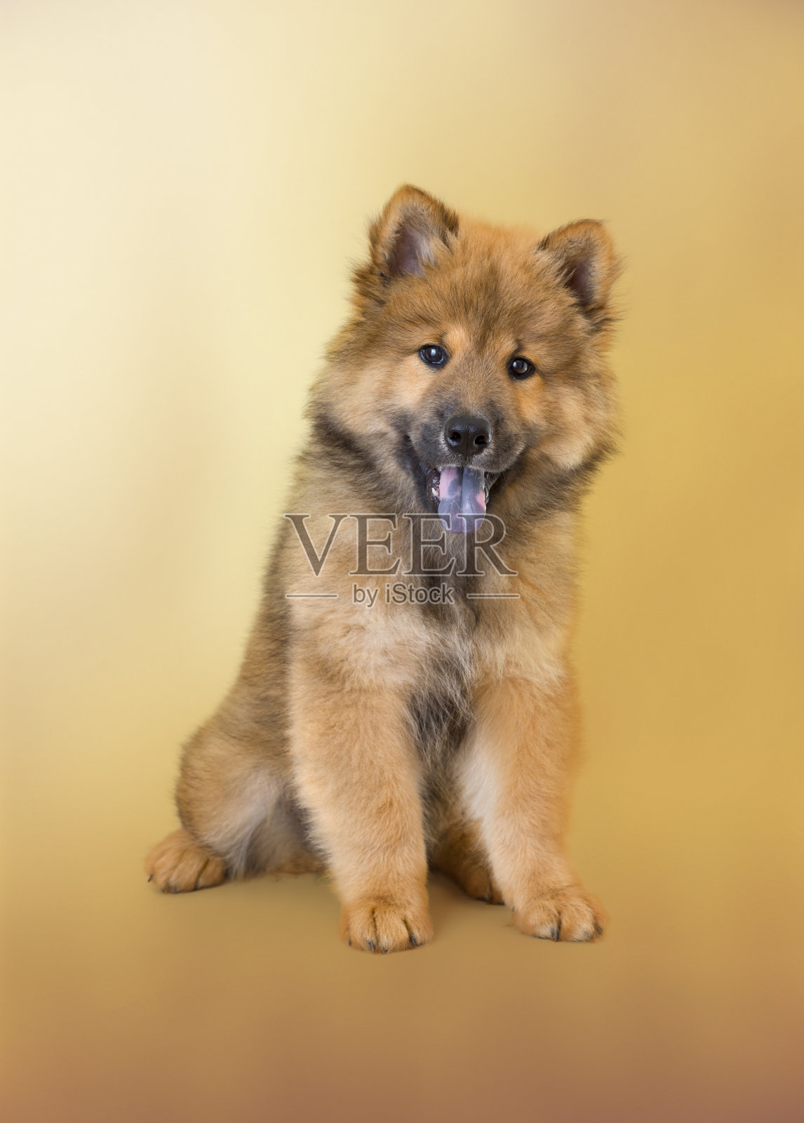 欧亚狗狗狗狗坐在看相机照片摄影图片