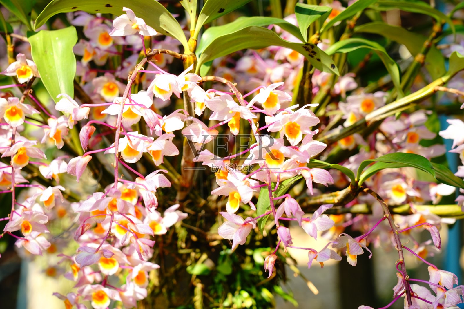 粉色farmeri兰花照片摄影图片