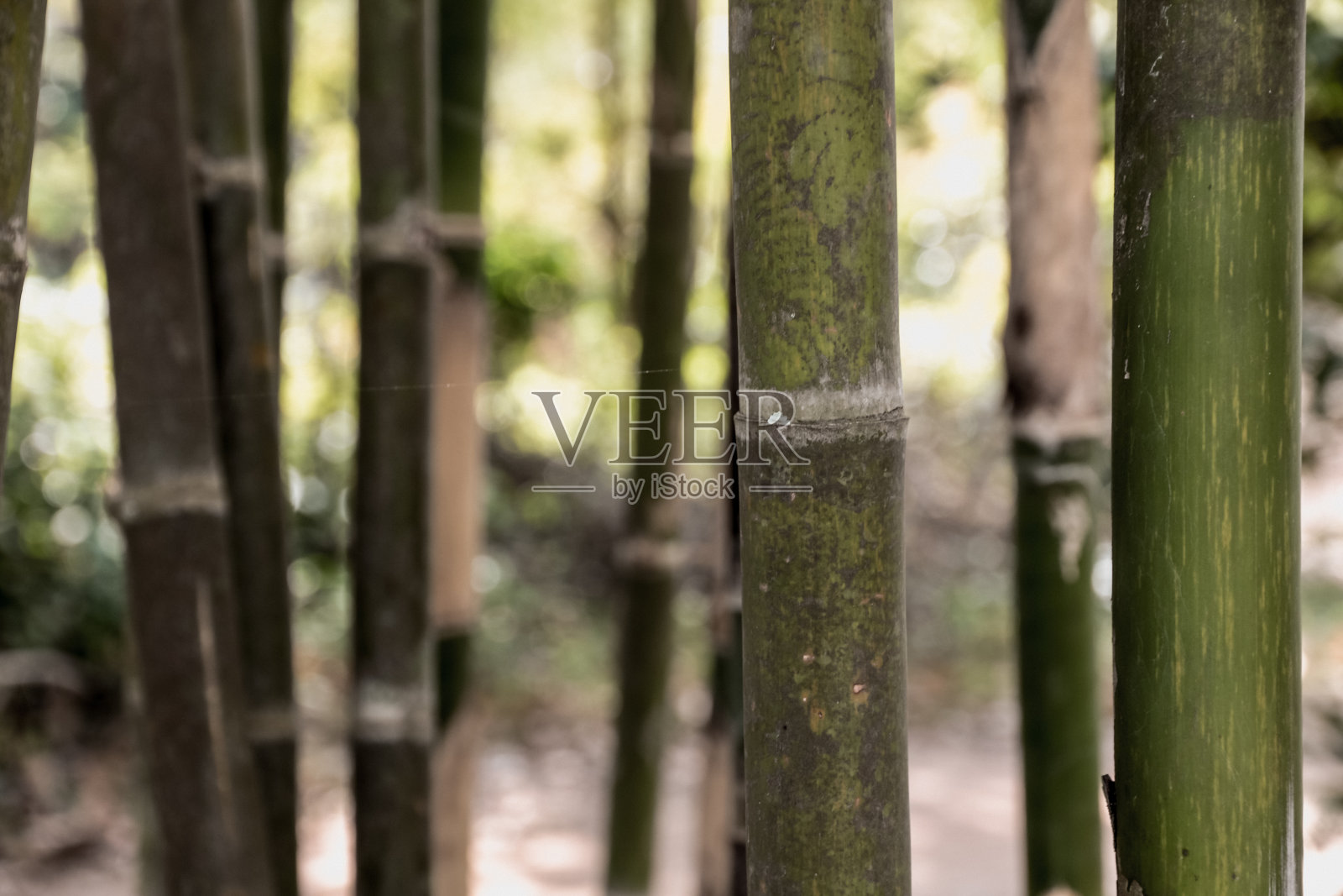 竹关闭照片摄影图片