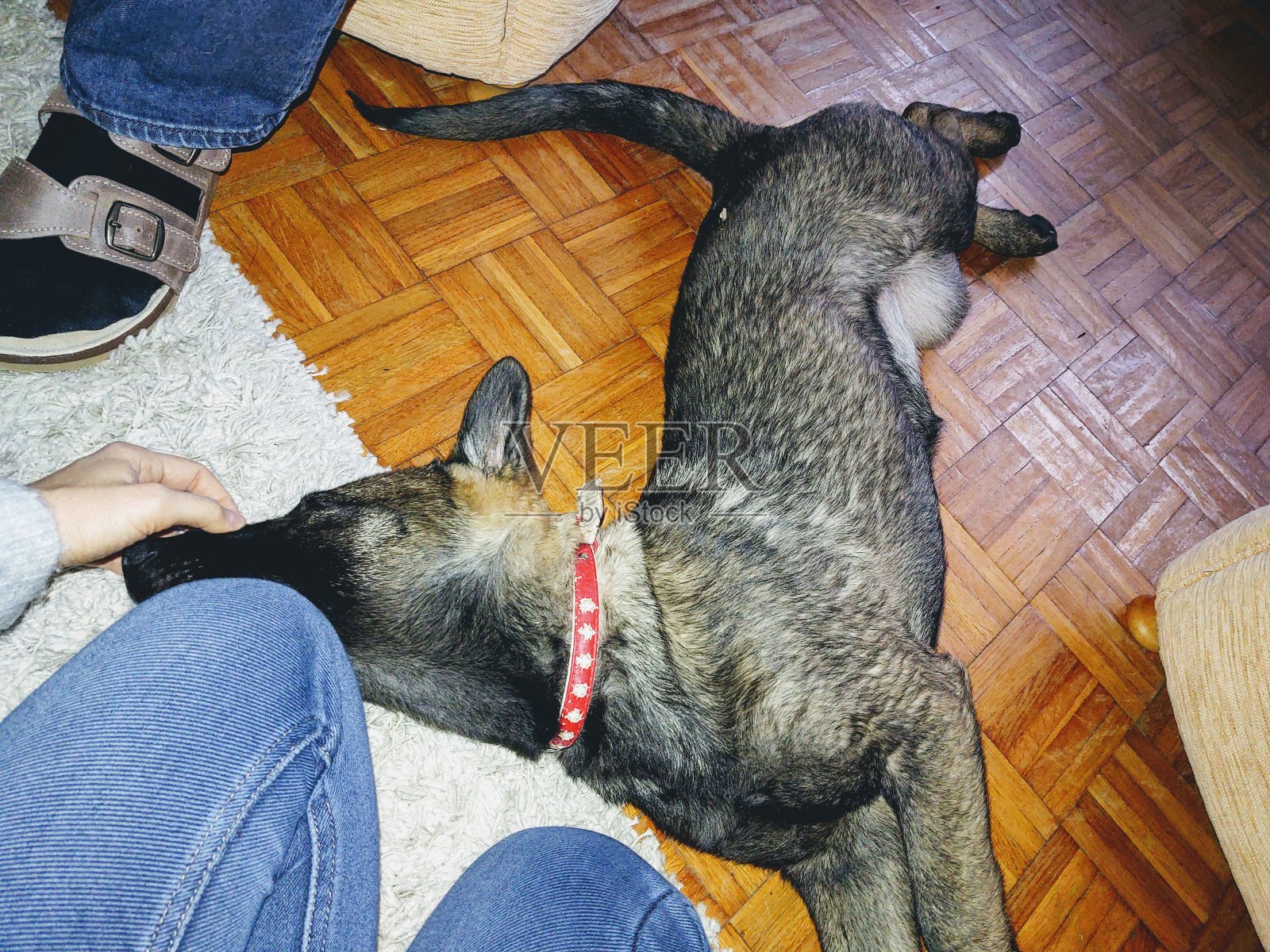 德国牧羊犬幼小的小狗与人的手玩耍。照片摄影图片