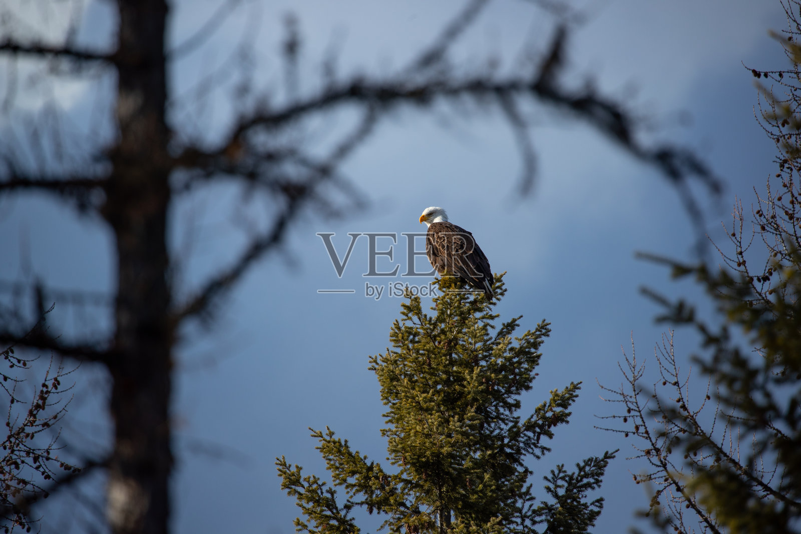 不久,鹰照片摄影图片