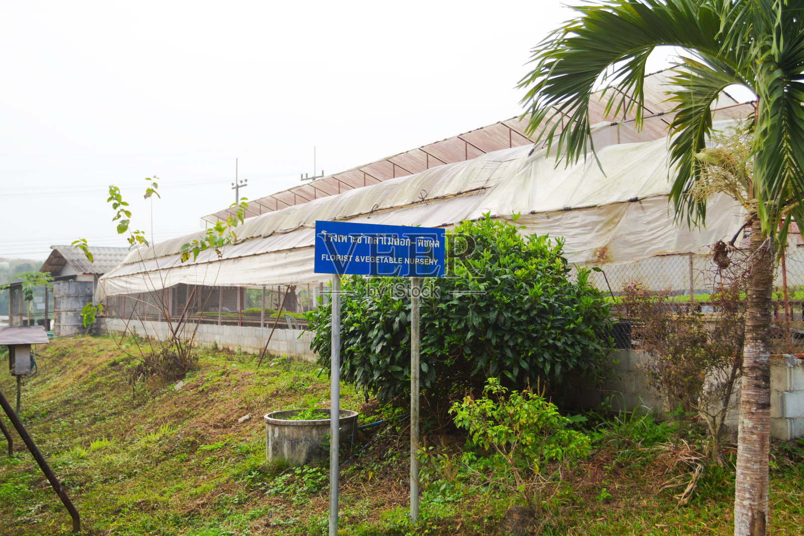 清莱花卉温室及苗圃照片摄影图片