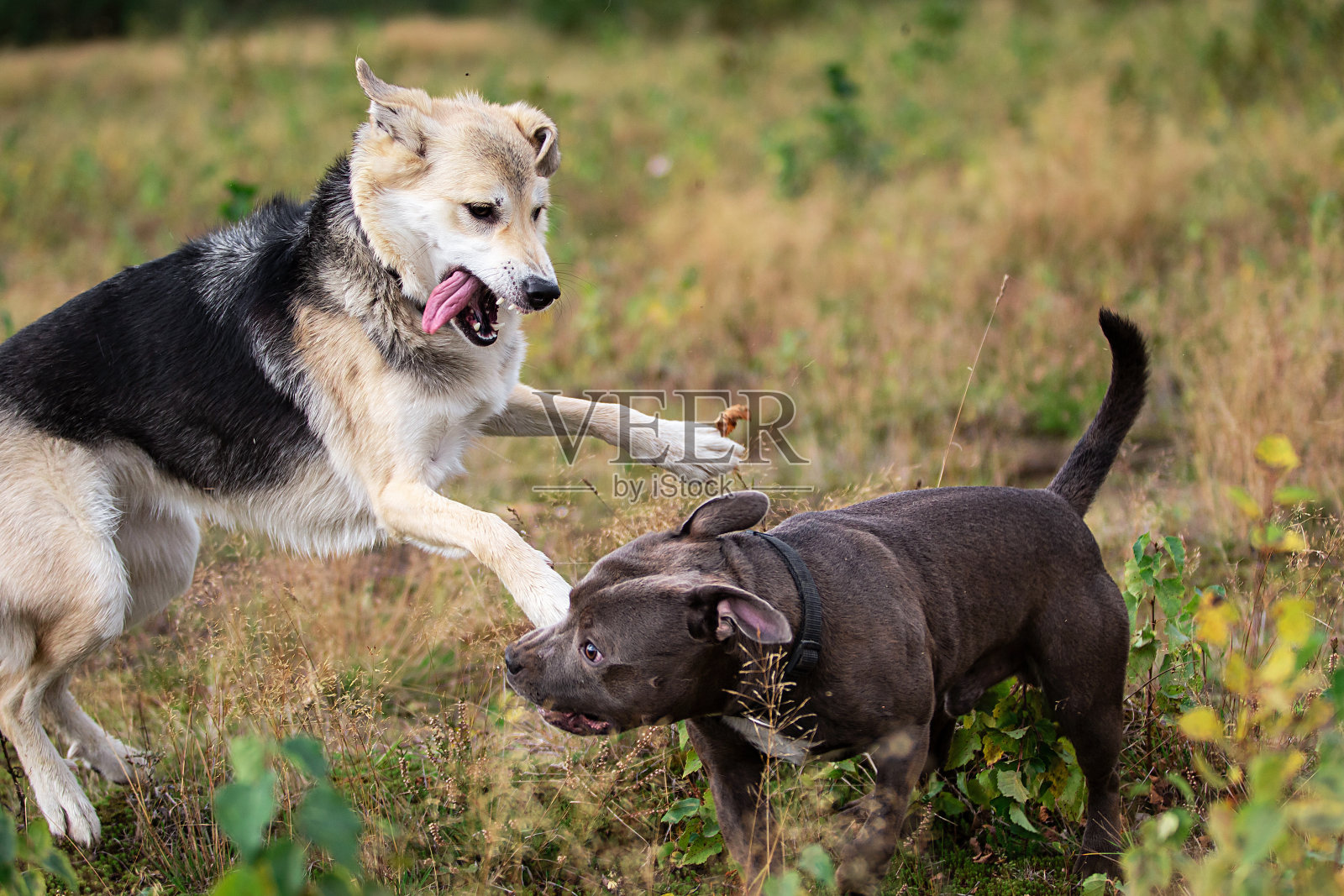 无忧无虑的狗在秋天的田野里玩耍照片摄影图片
