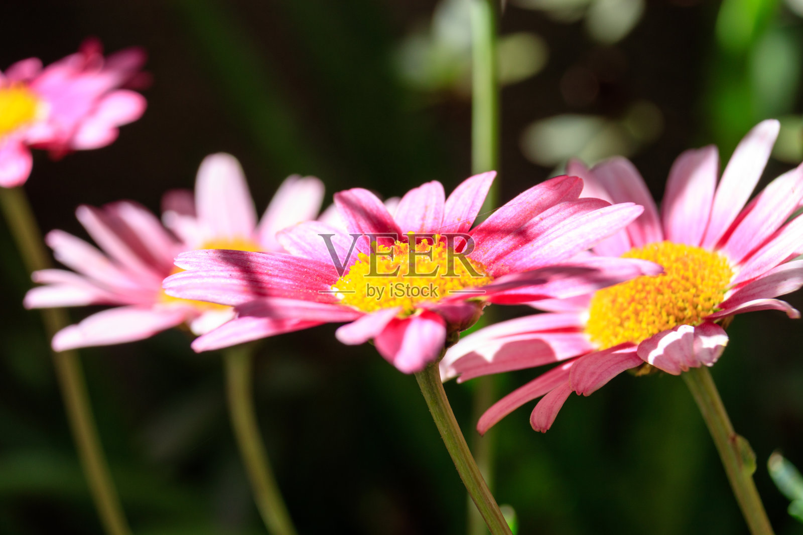 一组雏菊特写肖像照片摄影图片