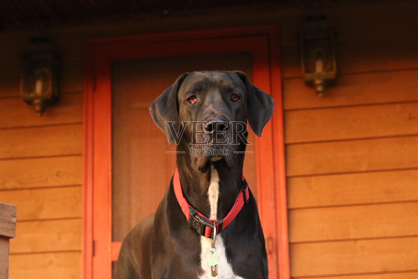 一张漂亮的黑色大丹犬的肖像，背景是锈色的房子照片摄影图片