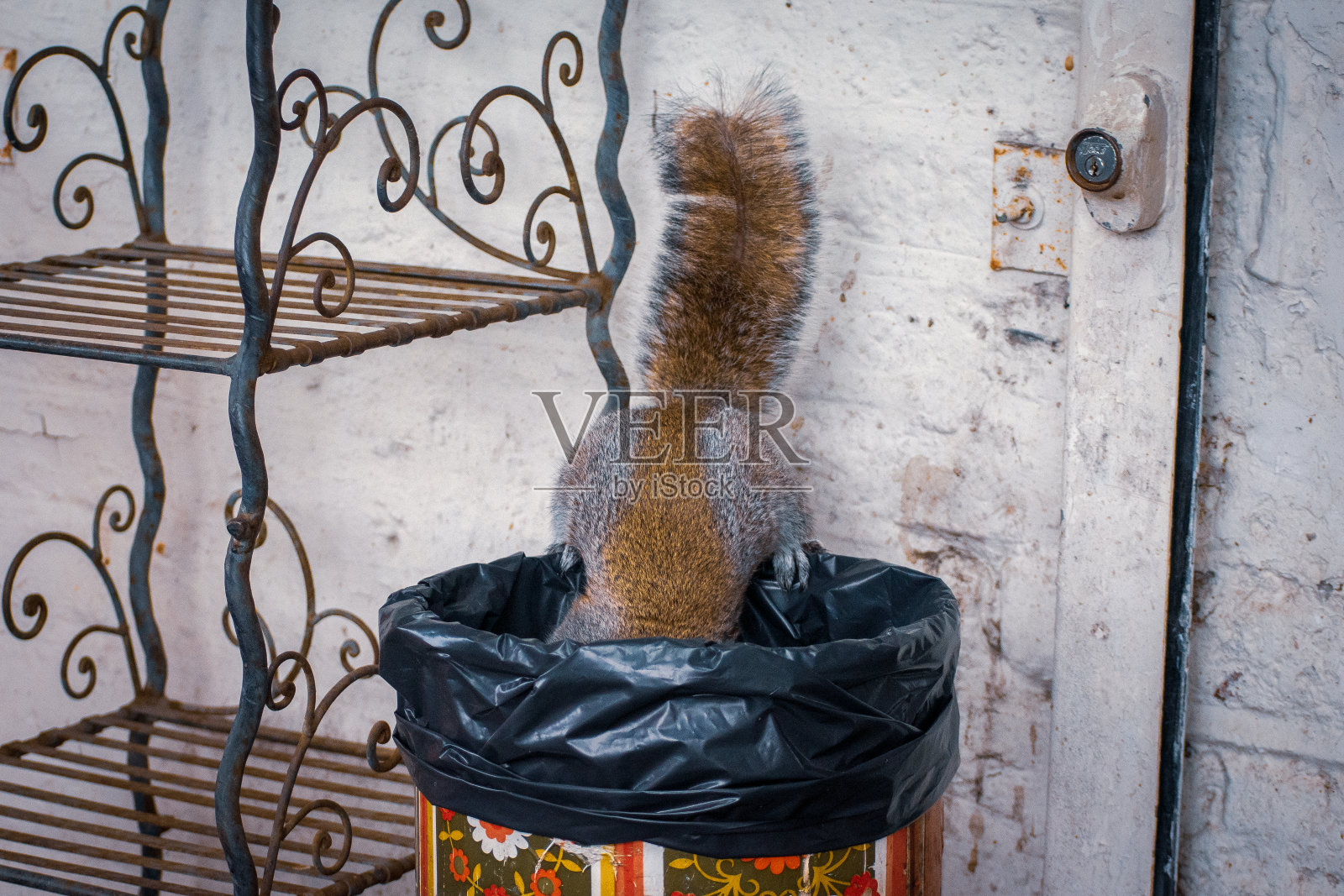 灰松鼠在垃圾桶里找食物照片摄影图片