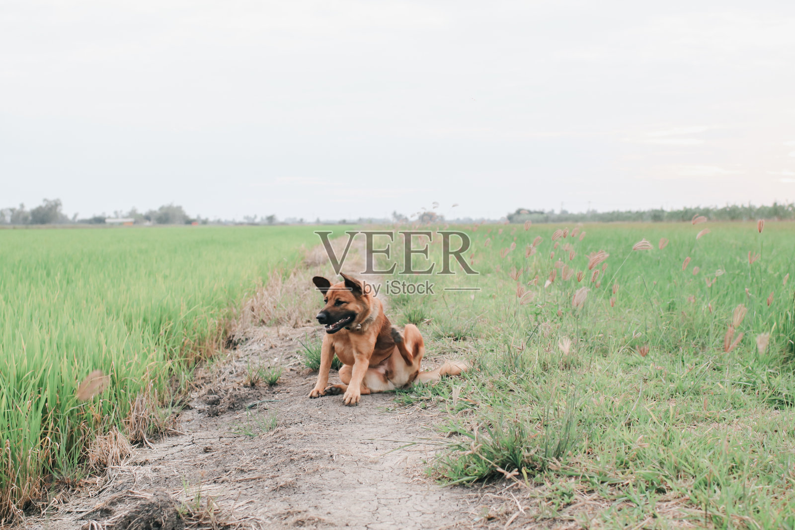 孤独的狗在金色的稻田里照片摄影图片