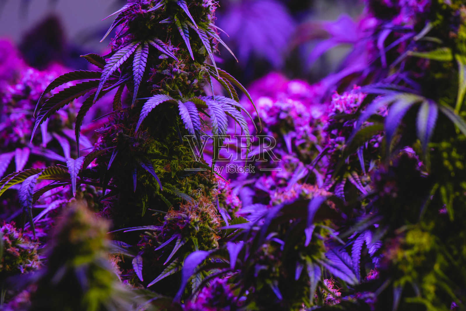 室内大麻在紫色LED灯下开花照片摄影图片