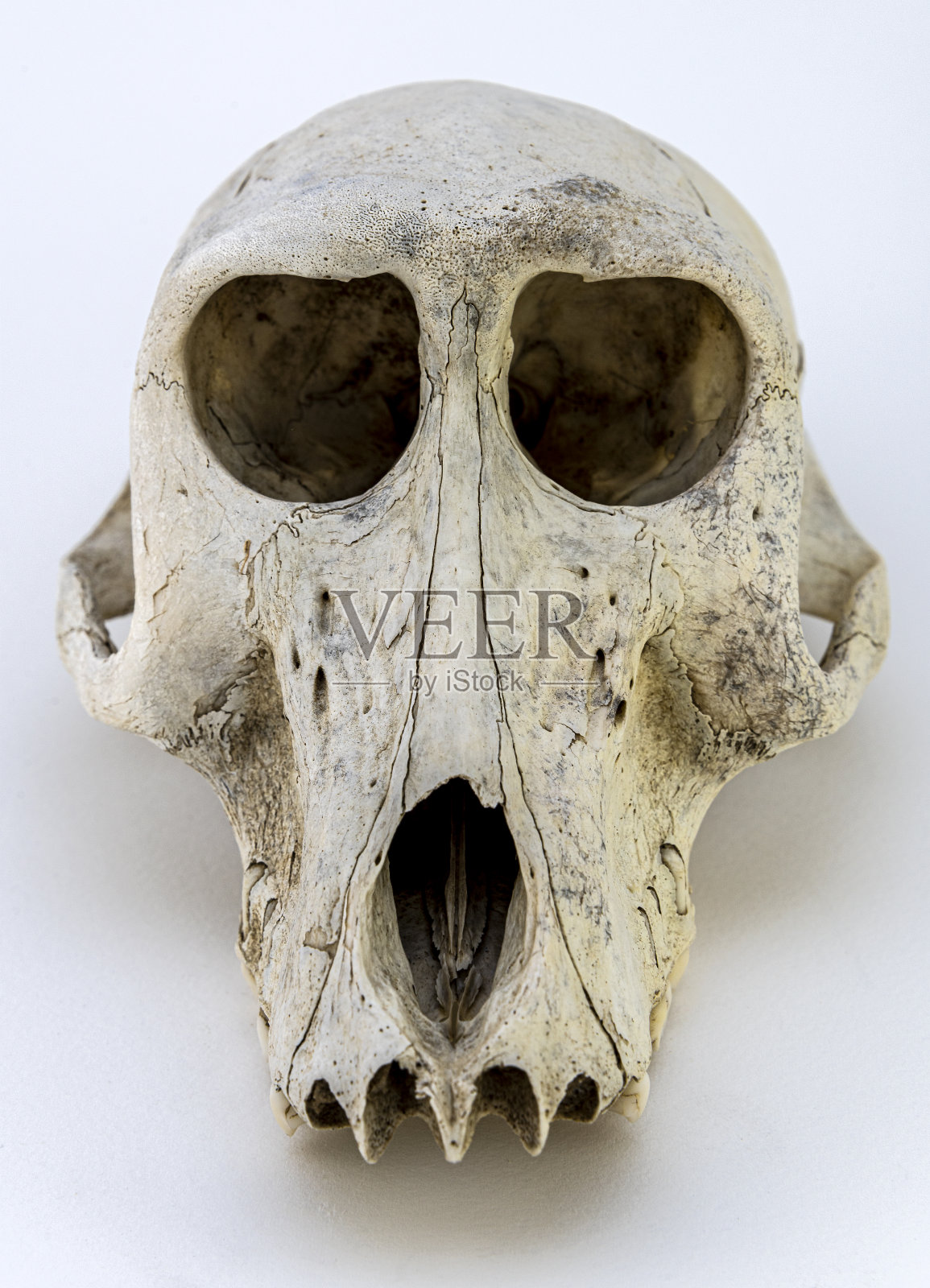 狒狒的头骨照片摄影图片