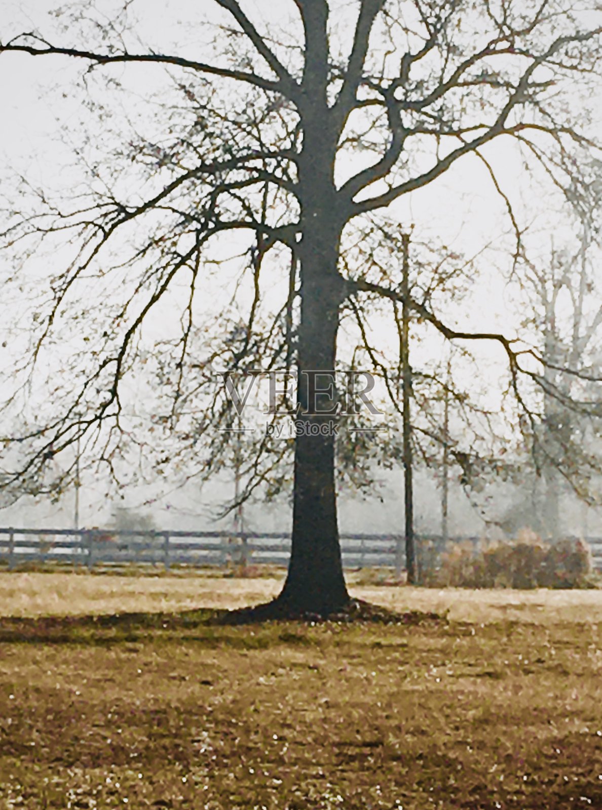 树&更照片摄影图片