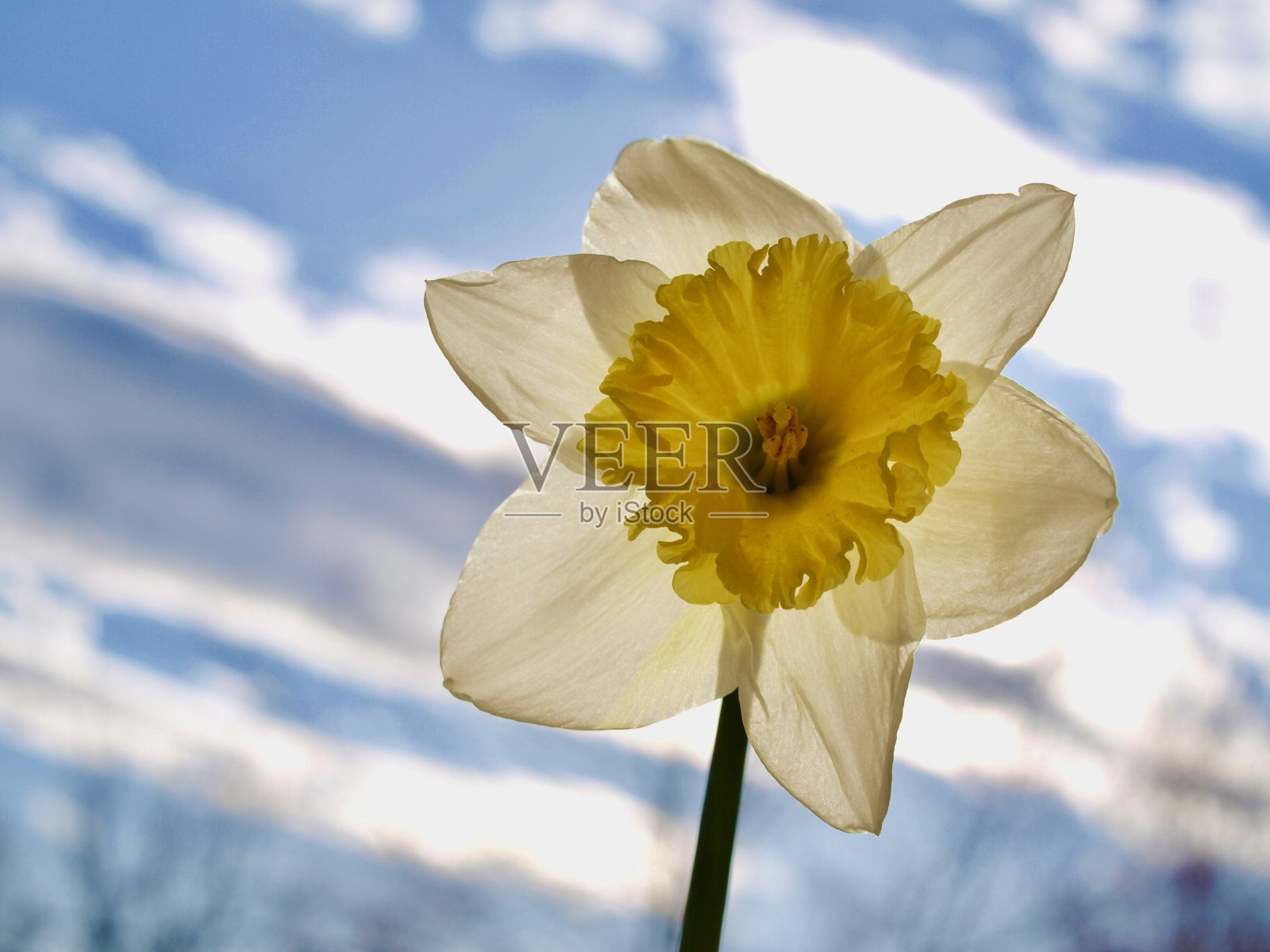 Ice Follies水仙花背光对着天空照片摄影图片