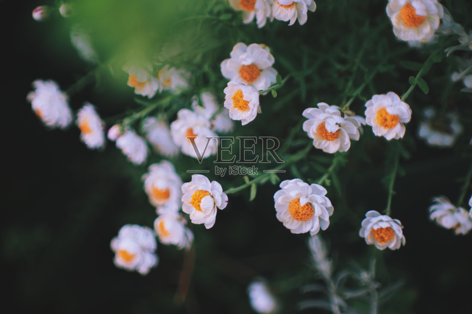 纸黛西照片摄影图片