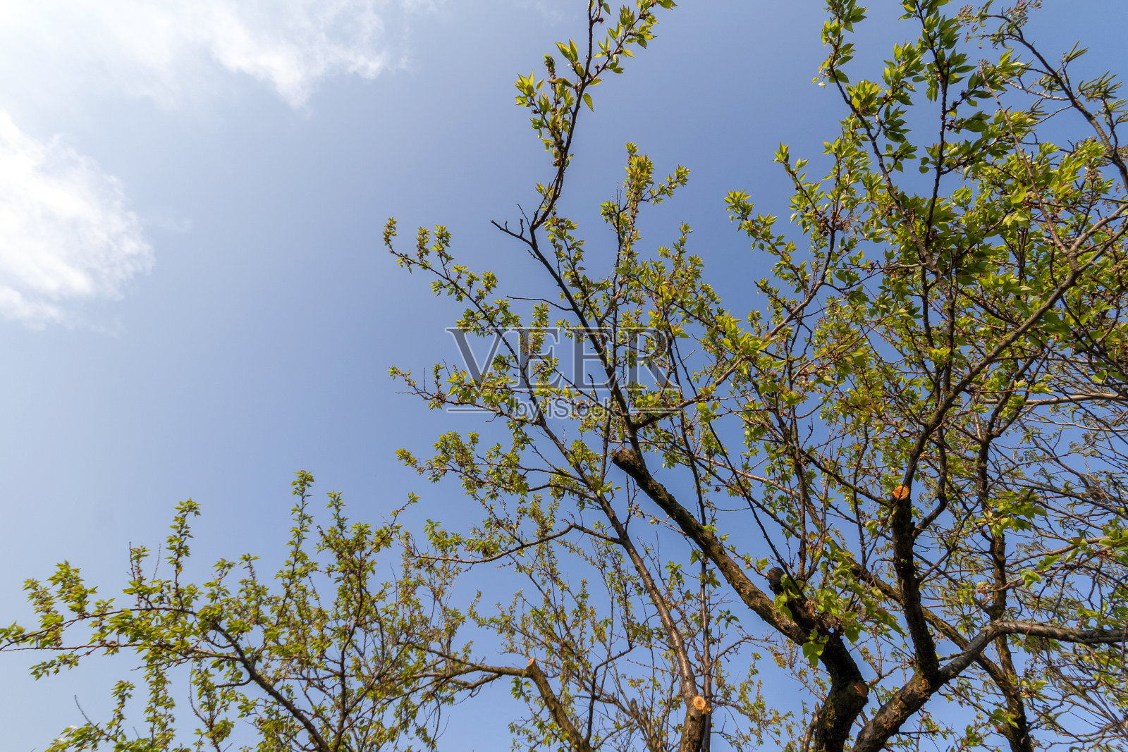 美丽的樱花在春天的时候在蓝色的天空照片摄影图片