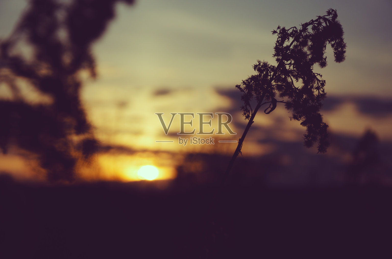 草地上枯花的剪影照片摄影图片