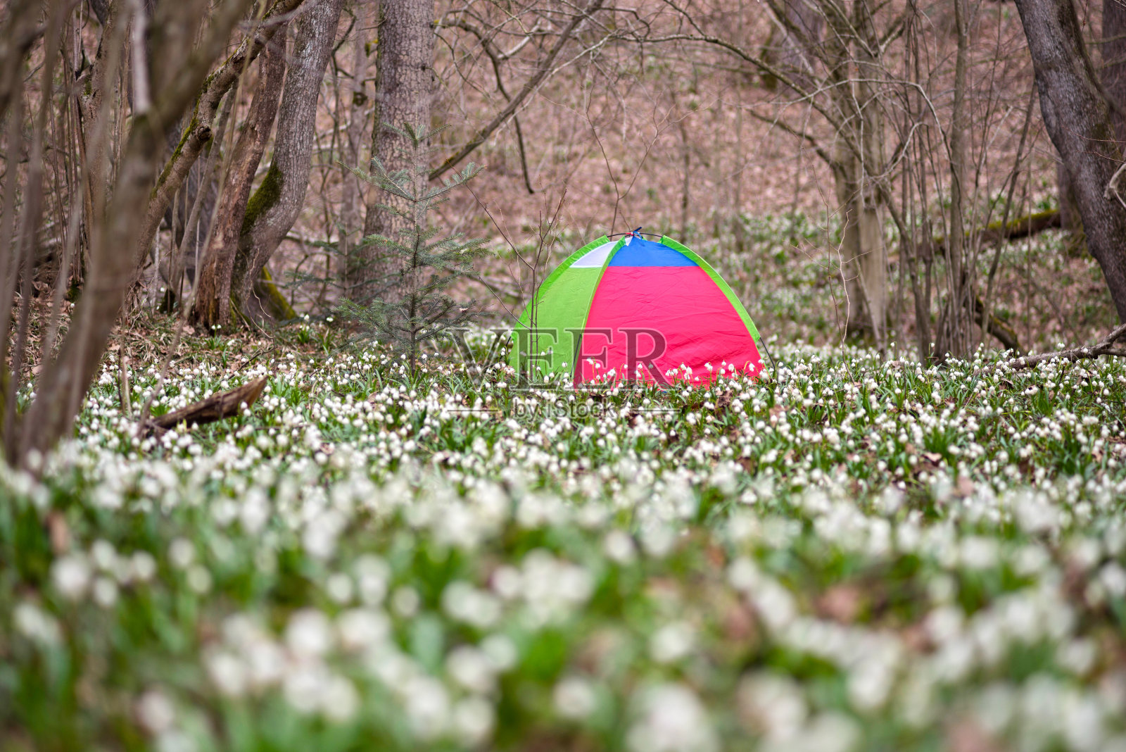 森林中带有雪滴花的帐篷照片摄影图片