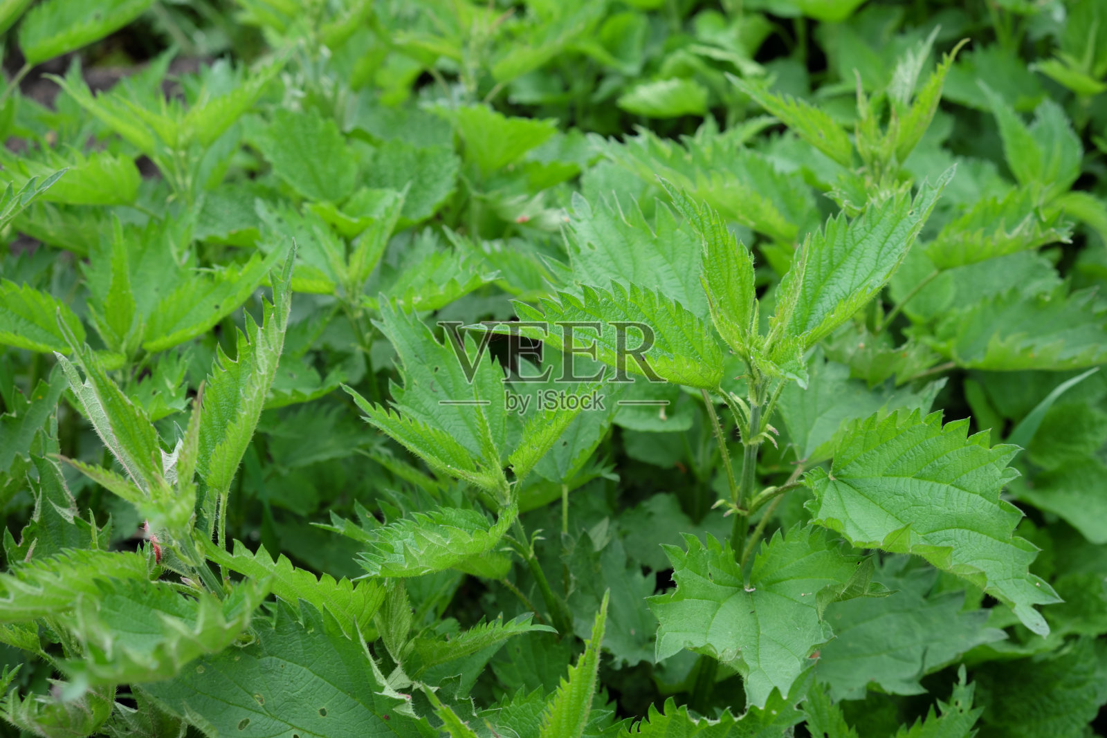 作为背景的荨麻丛。危险的植物。照片摄影图片