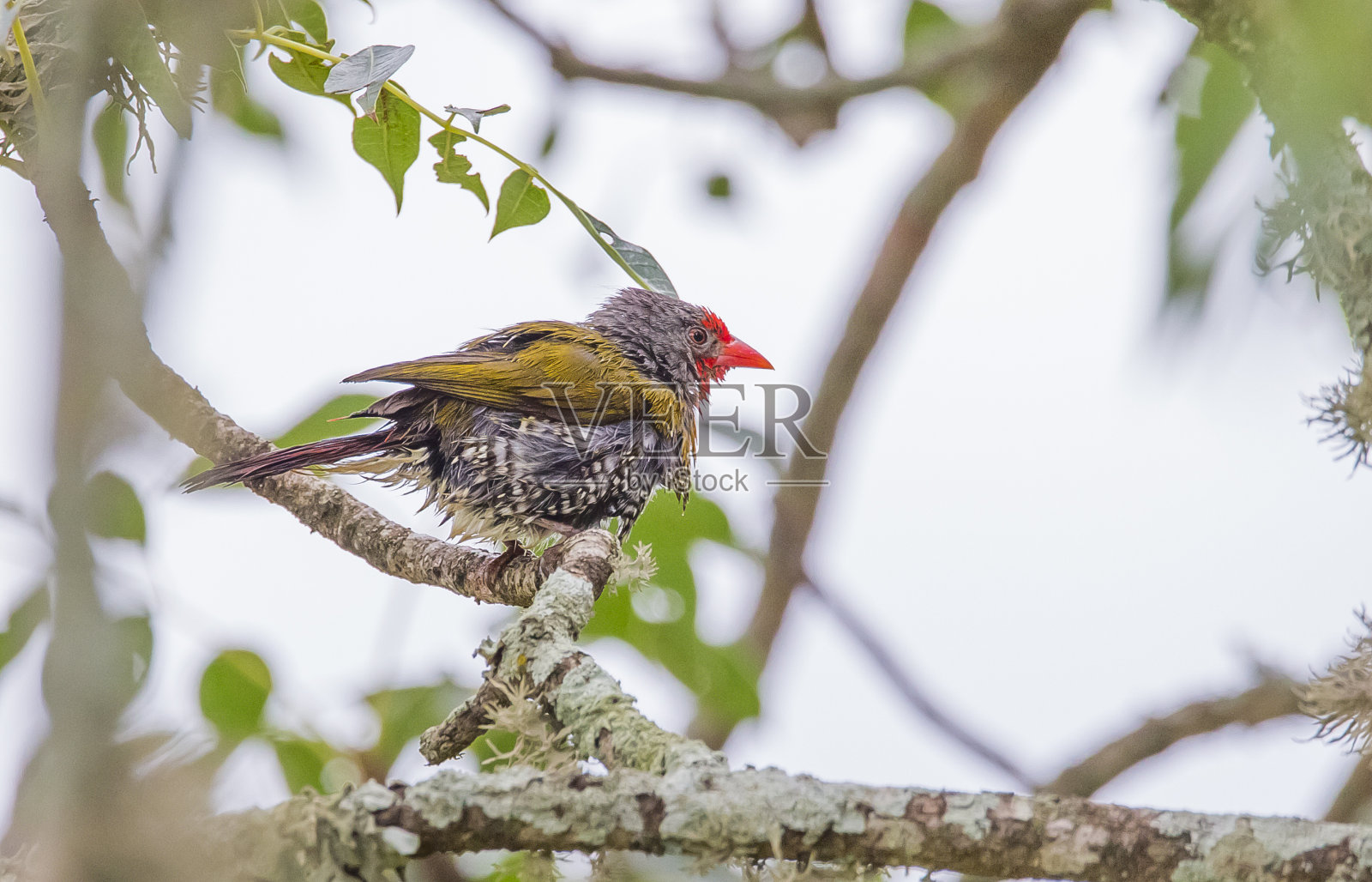绿翅黄栌(pytilia melba)照片摄影图片
