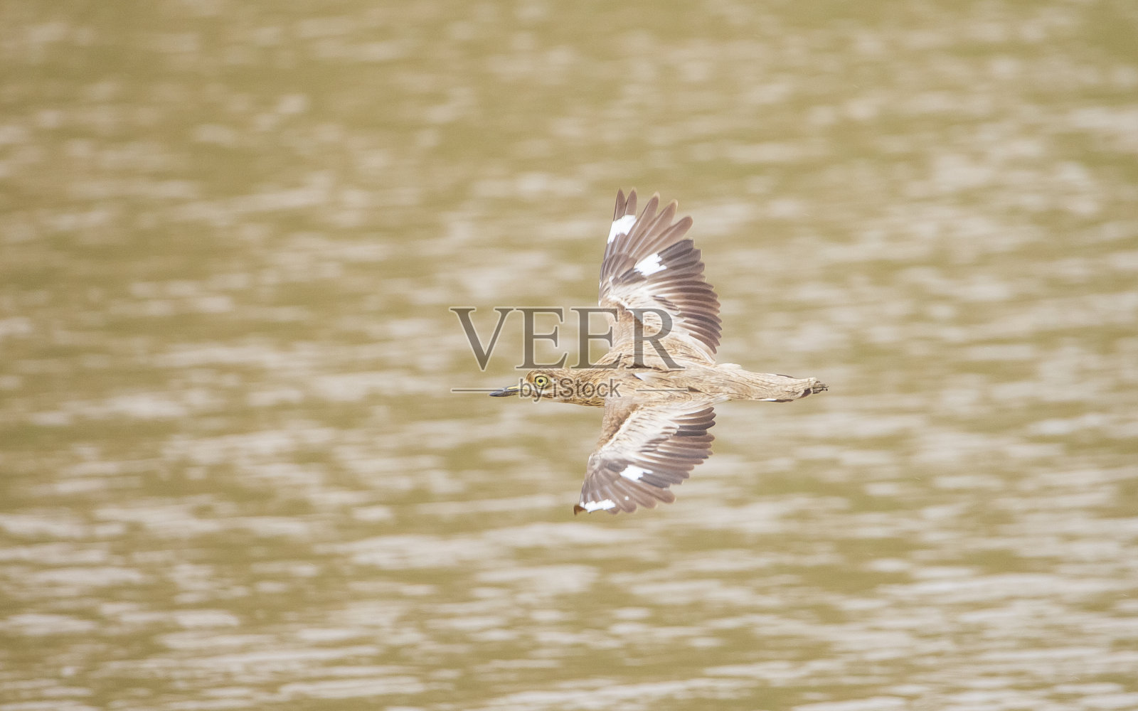 斑点粗膝(Burhinus capensis)照片摄影图片